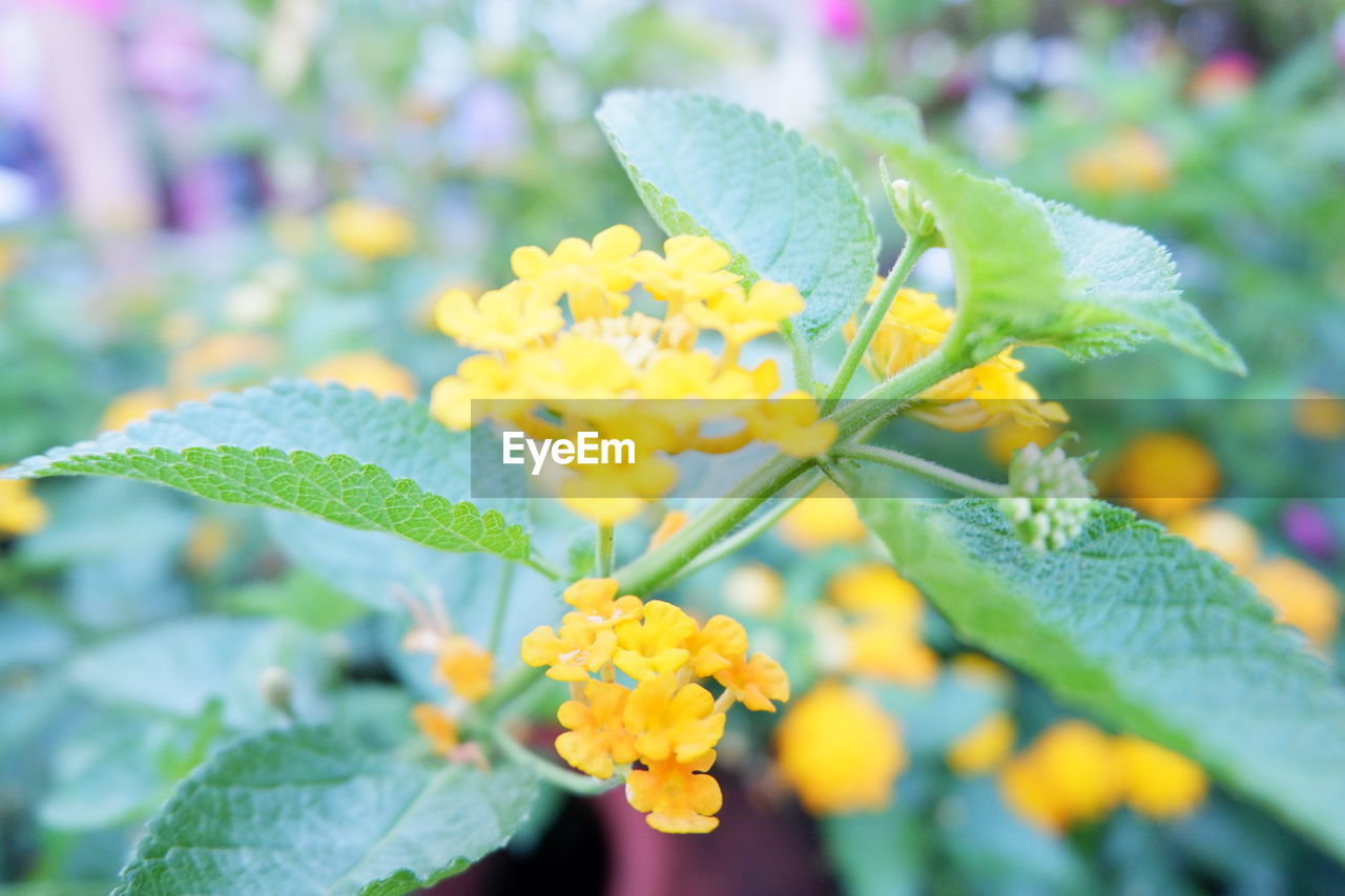 CLOSE-UP OF YELLOW FLOWER