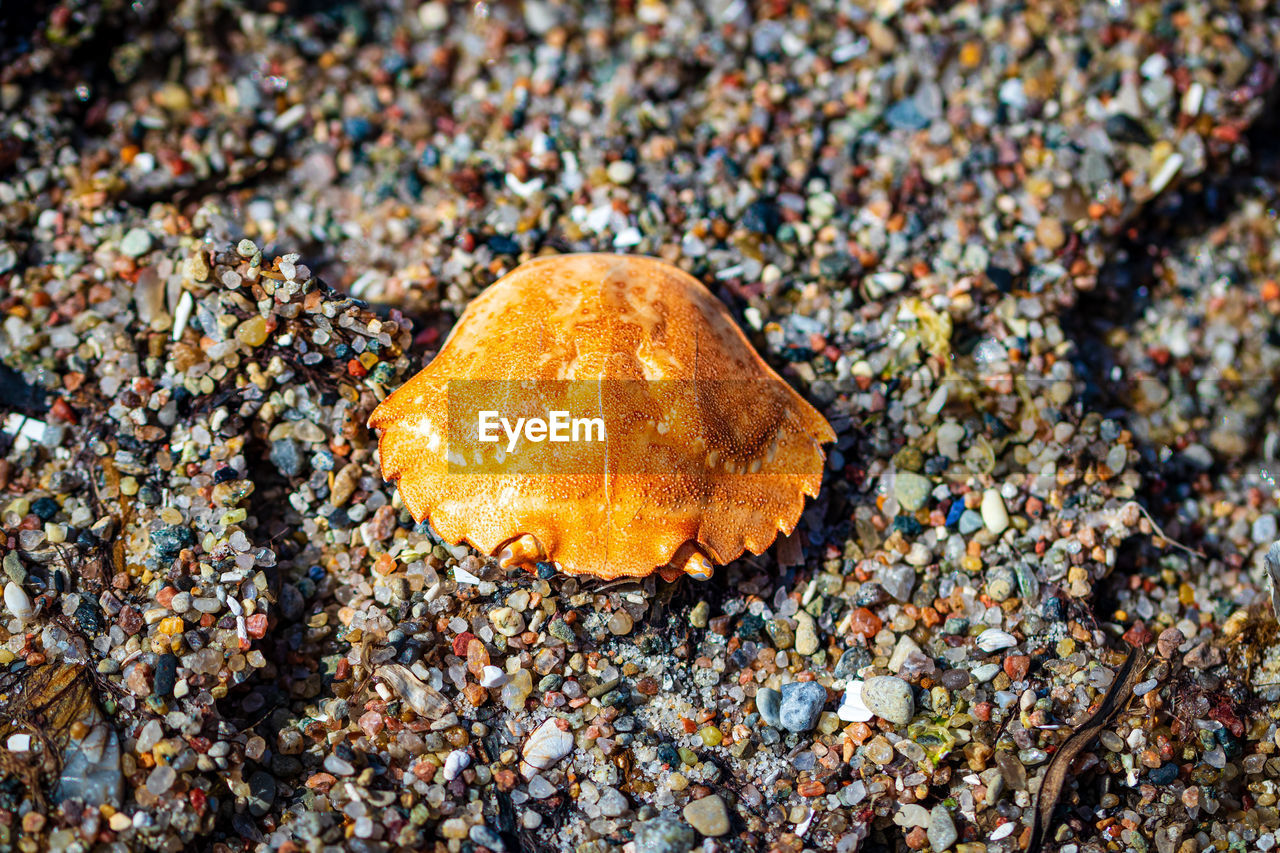 HIGH ANGLE VIEW OF YELLOW CRAB ON BEACH