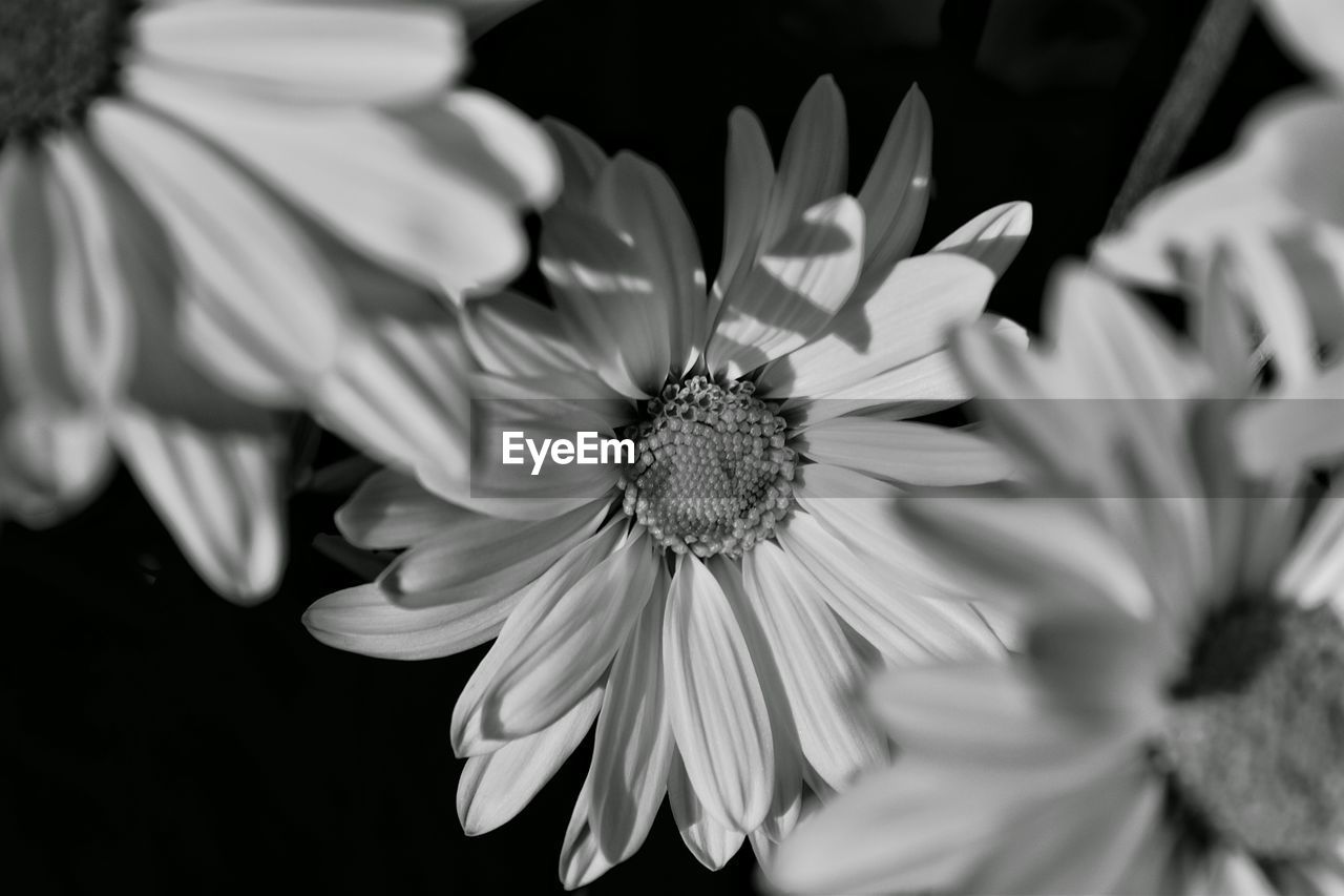 Close-up of flower blooming outdoors