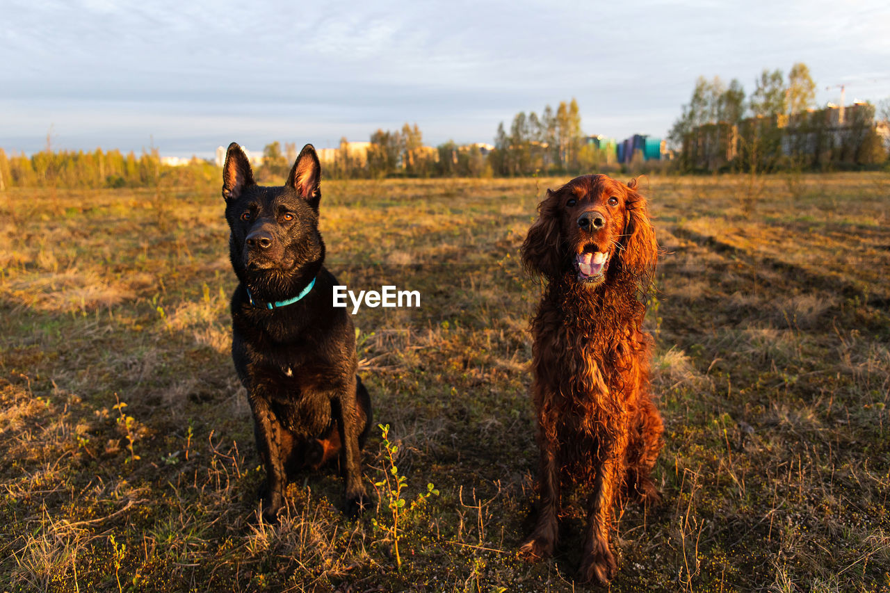 DOG IN THE FIELD