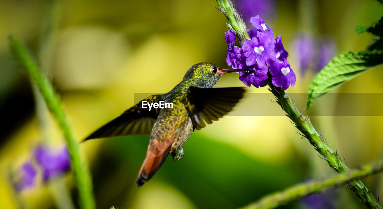 Close-up of humming bird flying purple flowers