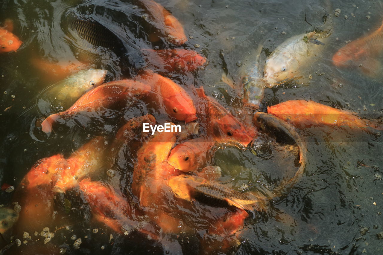 high angle view of koi carps swimming in water