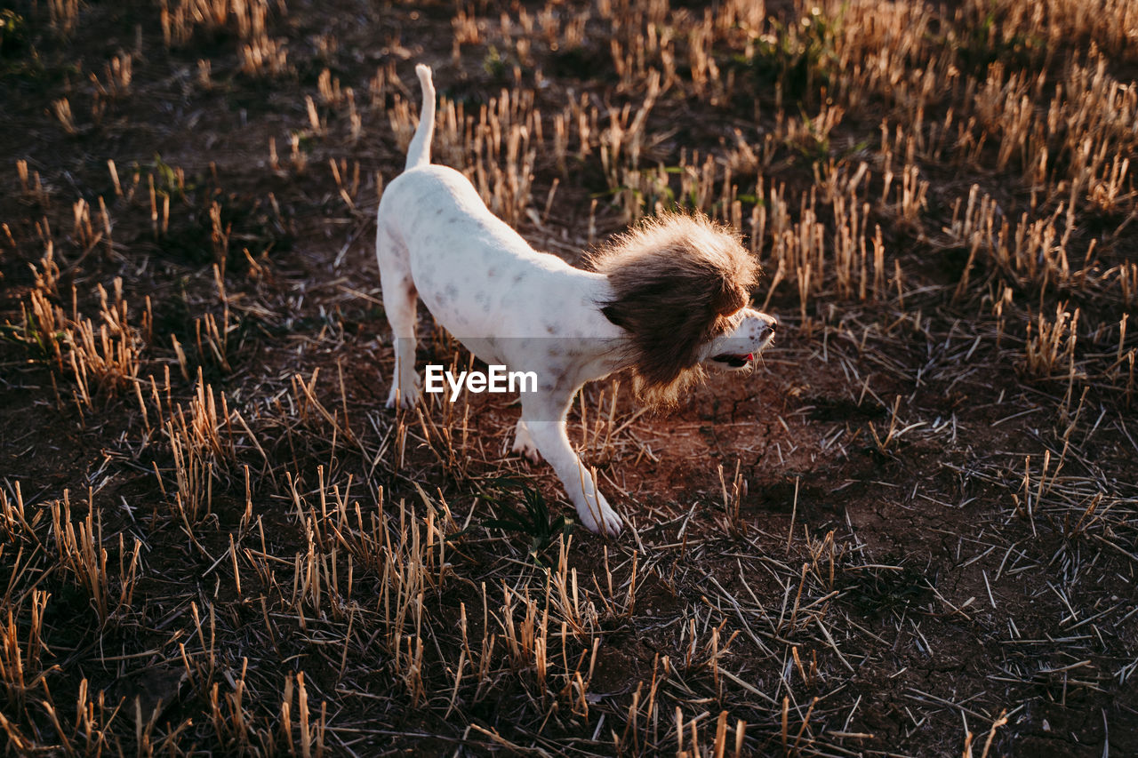 DOG STANDING ON LAND