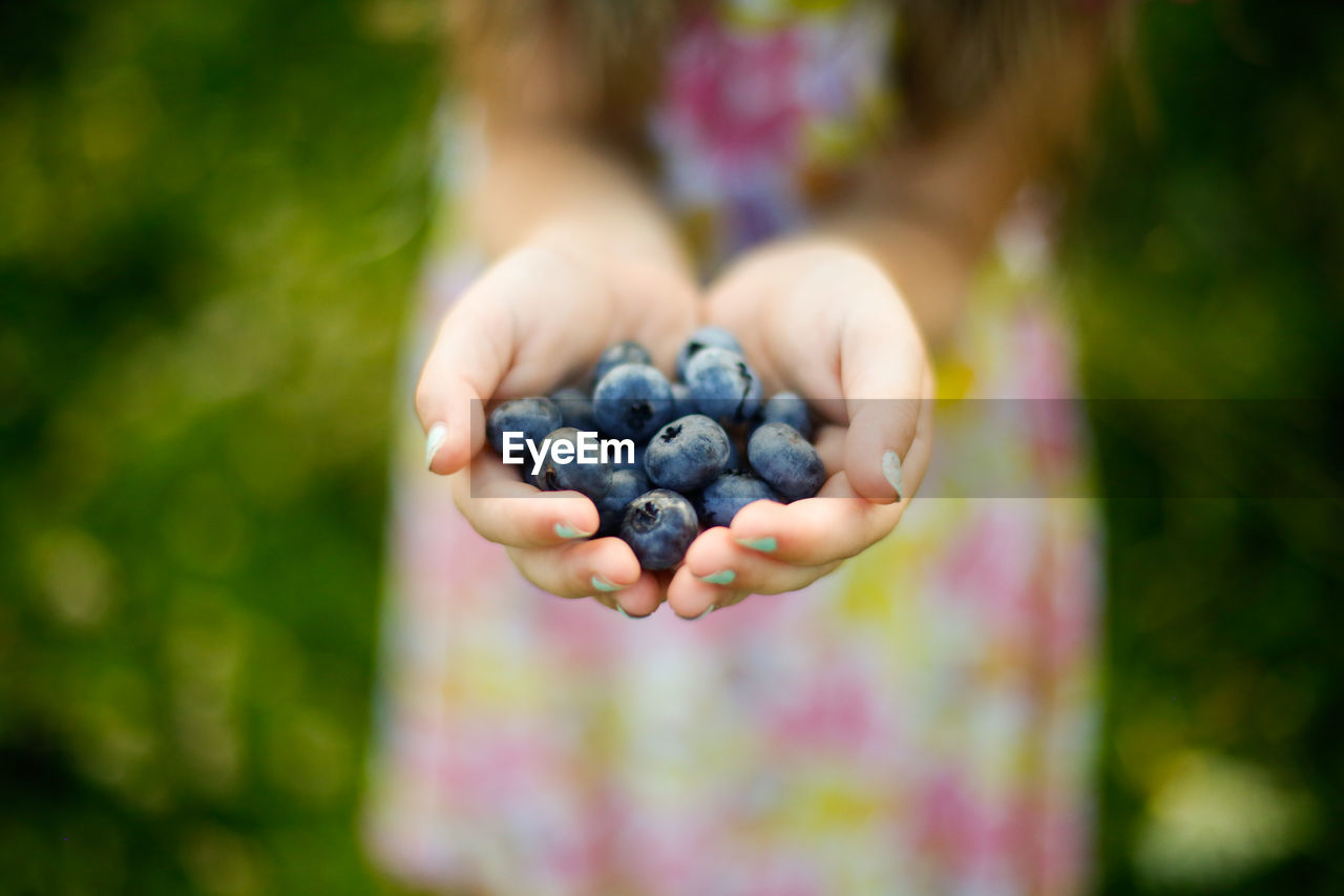 Handful of freshly picked blueberries from a blueberry farm