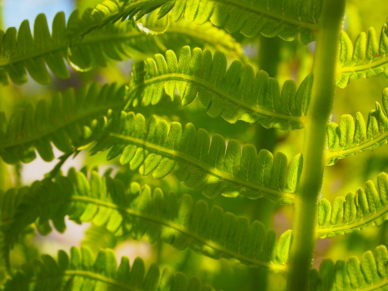 CLOSE-UP OF FERN PLANT