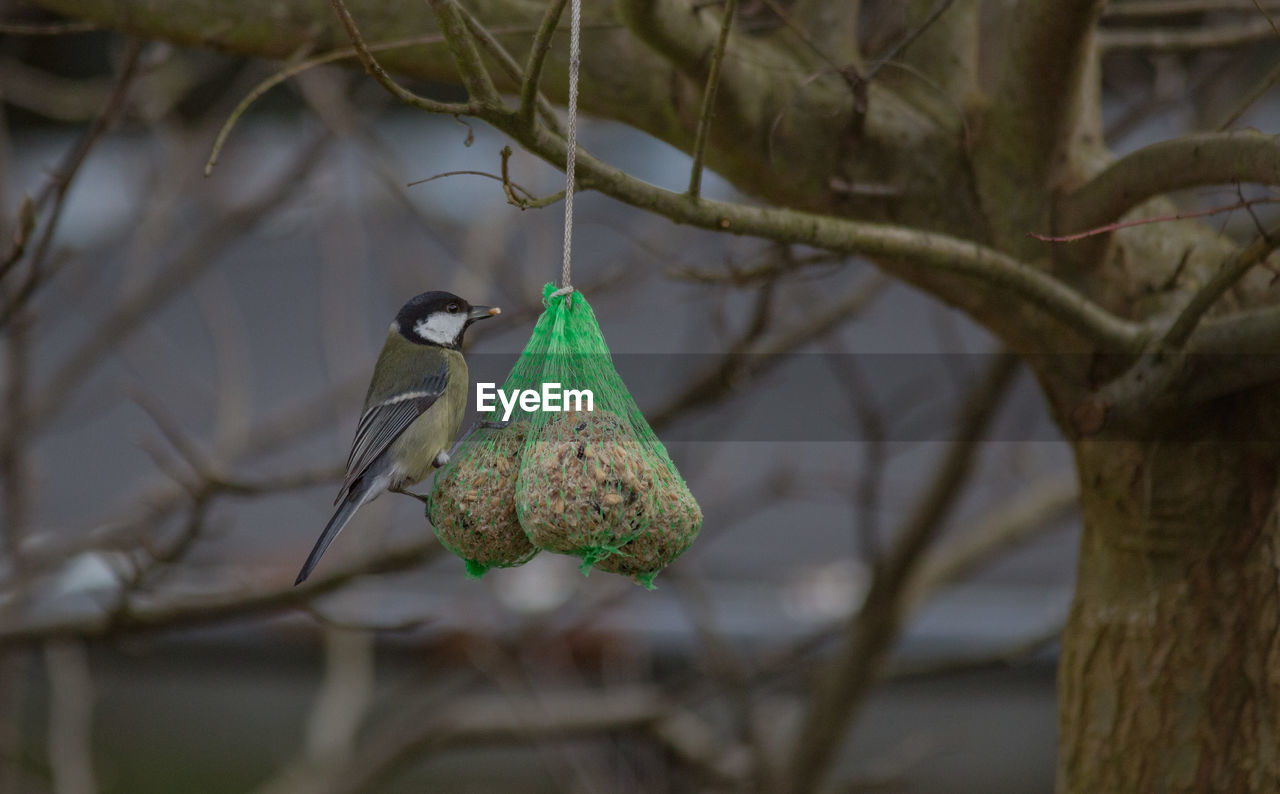 Close-up of bird perching on feeder hanging on tree