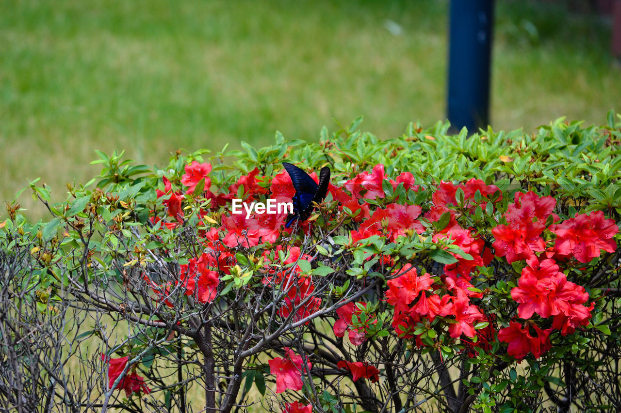 Close-up of red flowers