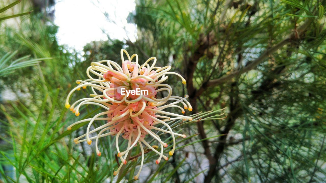 CLOSE-UP OF FLOWER