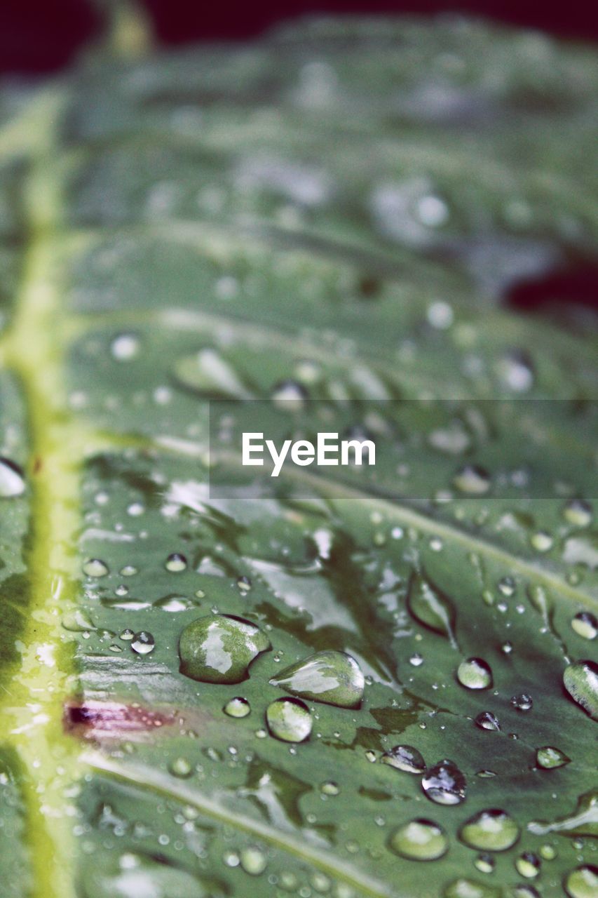 Close-up of raindrops on leaves