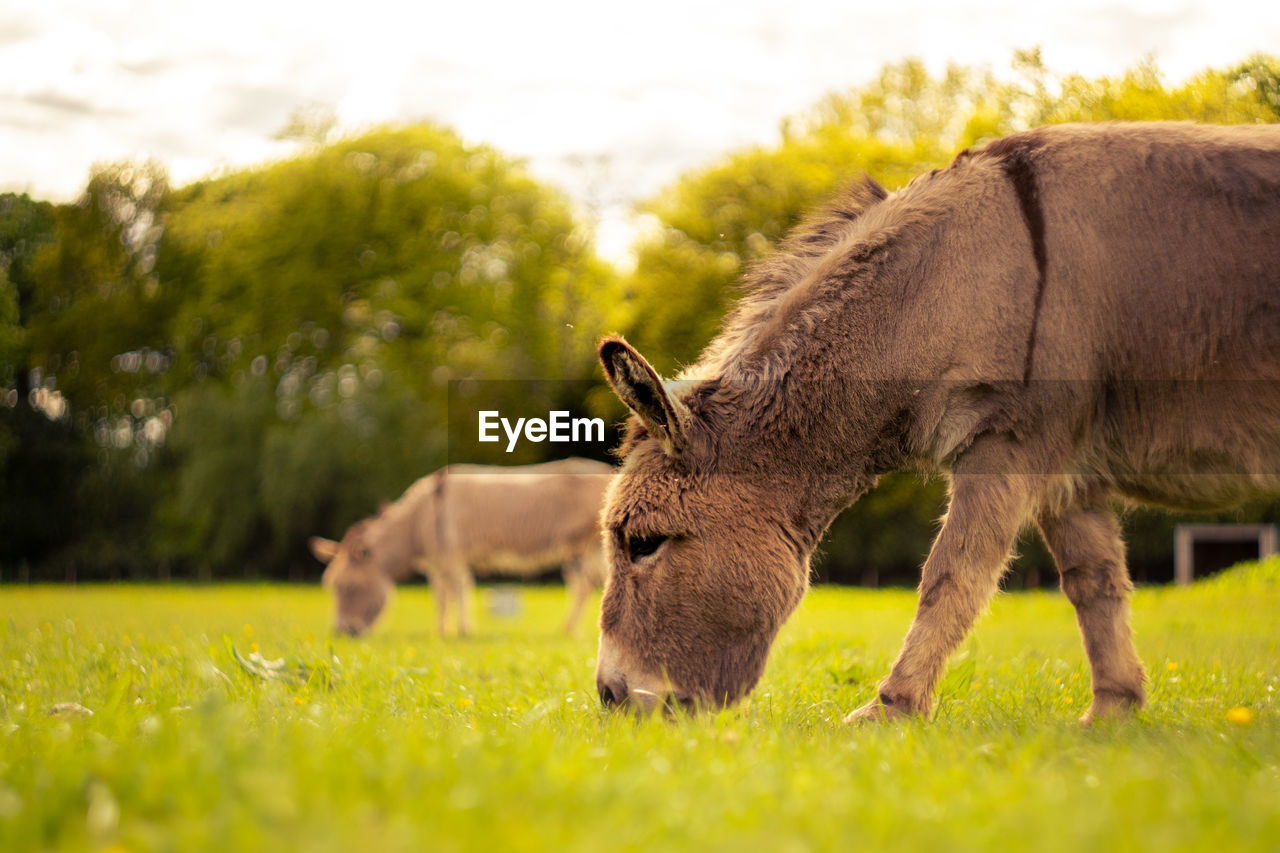 HORSE GRAZING ON FIELD