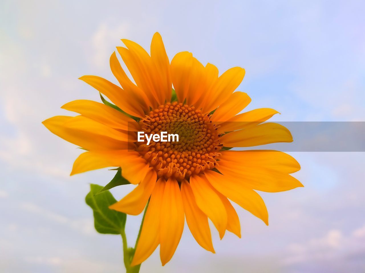 Close-up of sunflower against sky