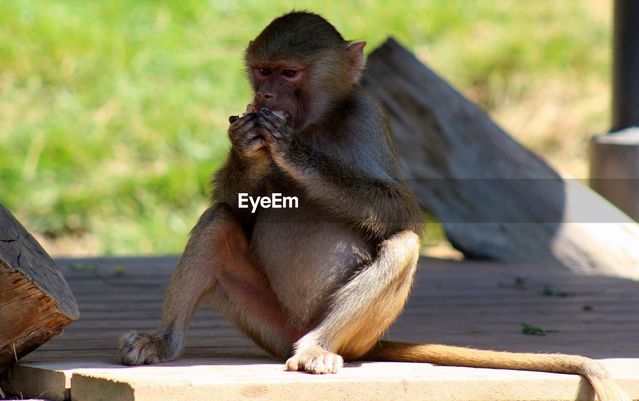 Monkey eating while sitting on wooden plank