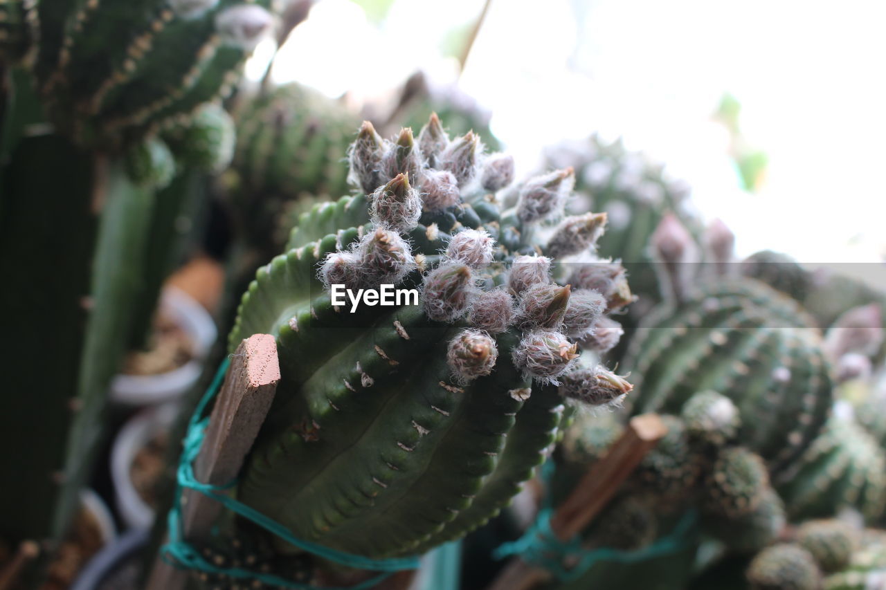 CLOSE-UP OF CACTUS FLOWER