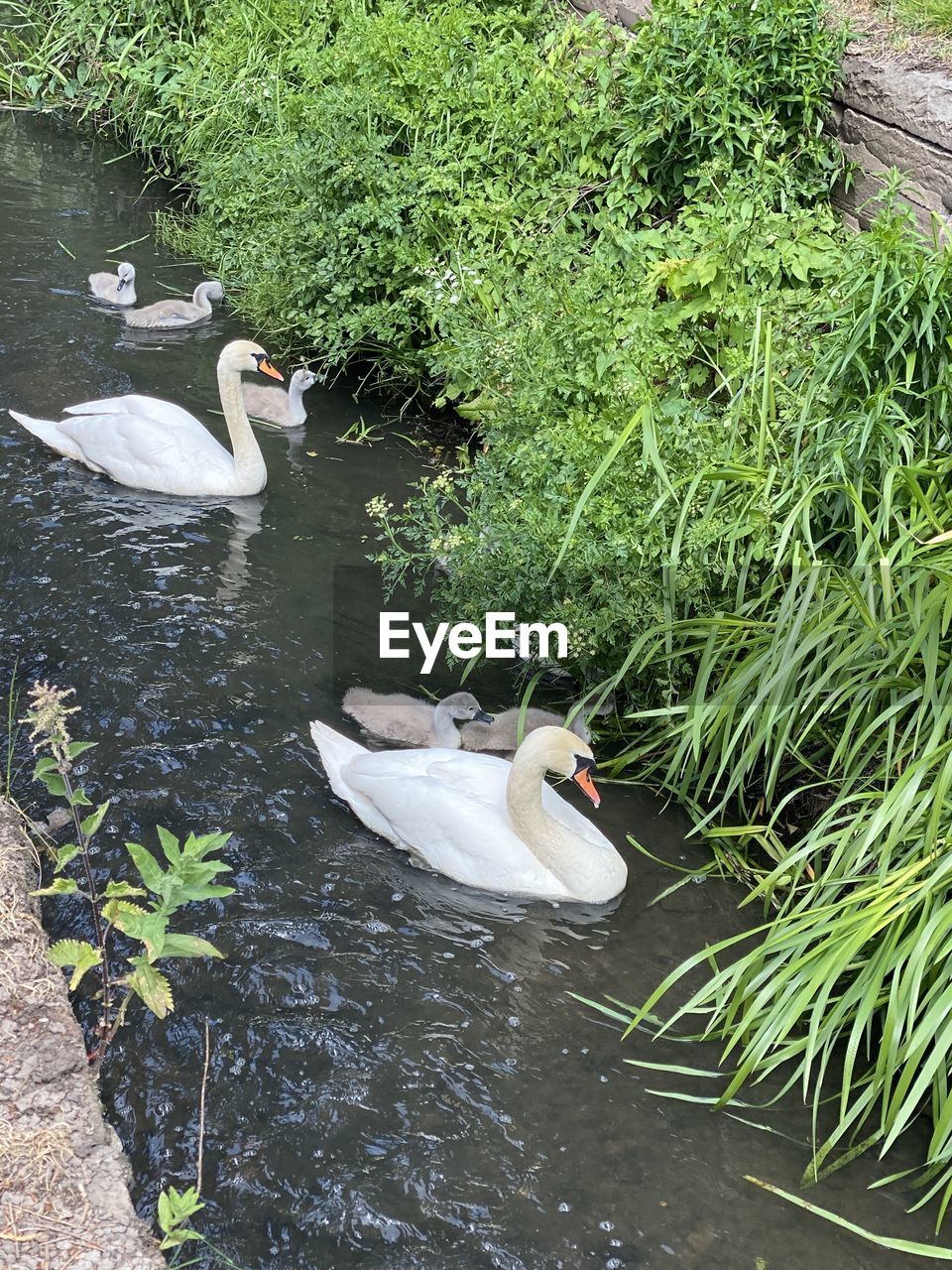 HIGH ANGLE VIEW OF SWAN IN LAKE