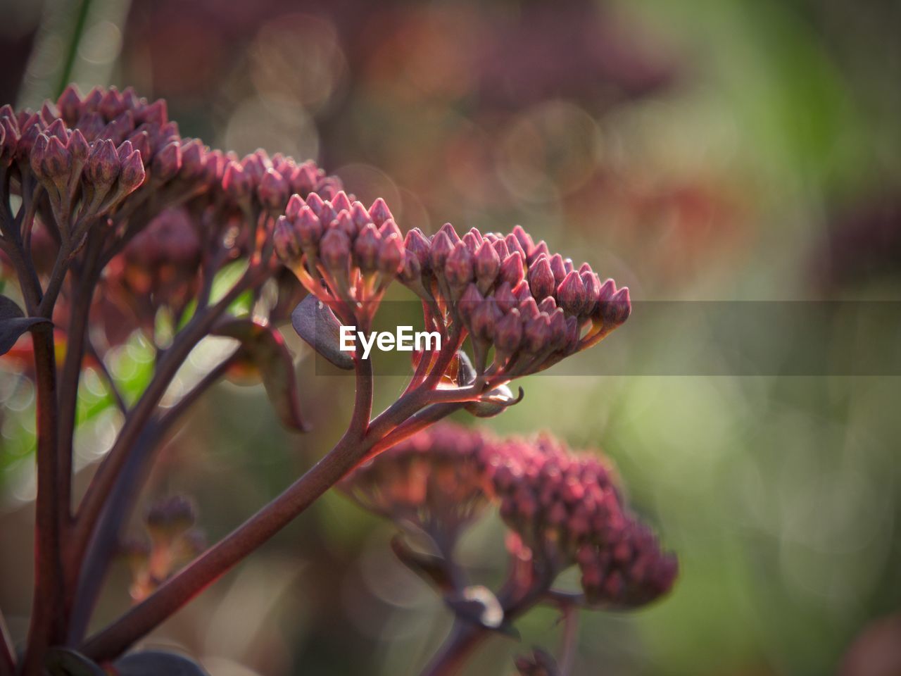 Close-up of flowering plant. sedum buds with beautiful bokeh background 