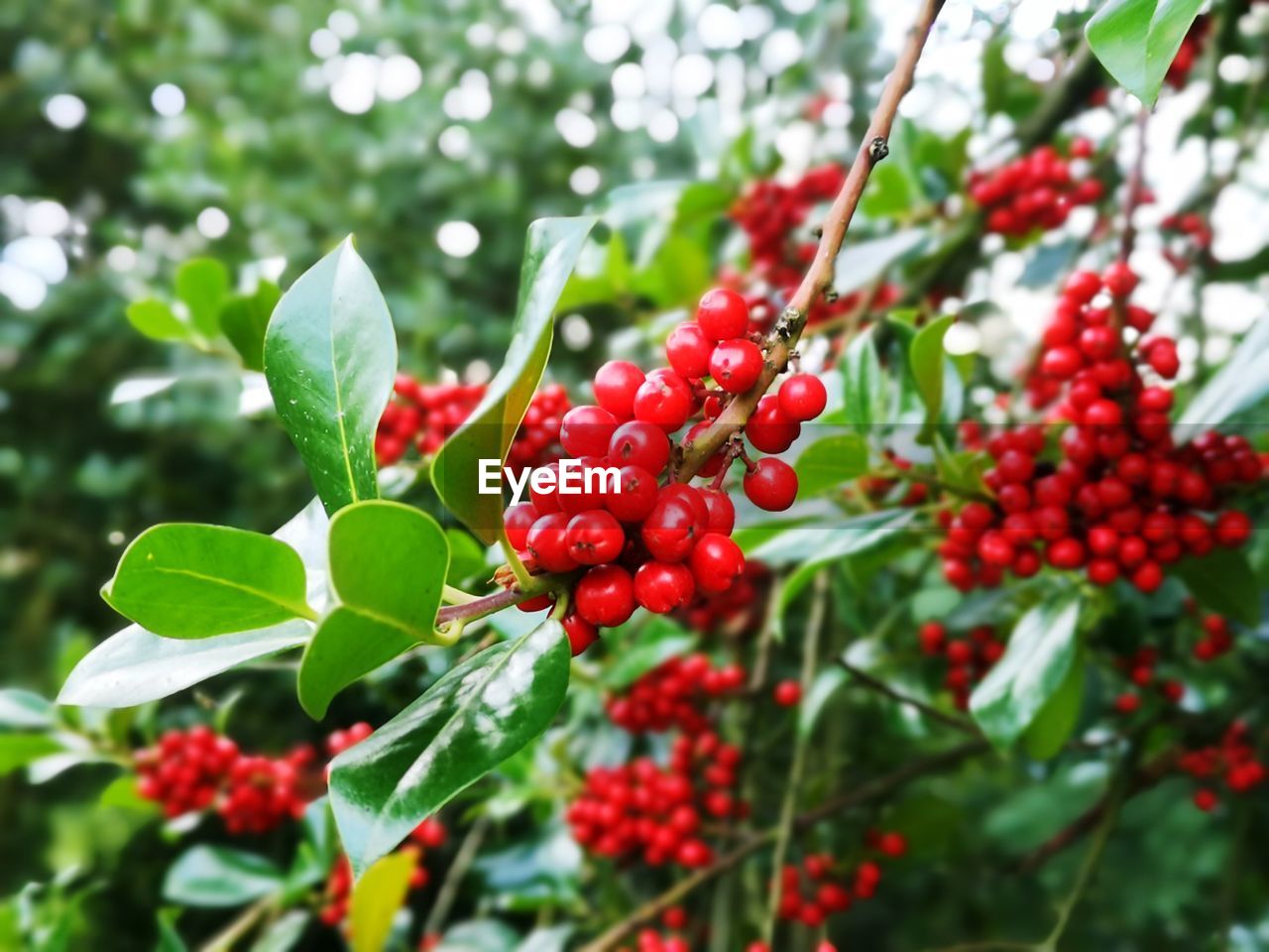 CLOSE-UP OF CHERRIES GROWING ON TREE