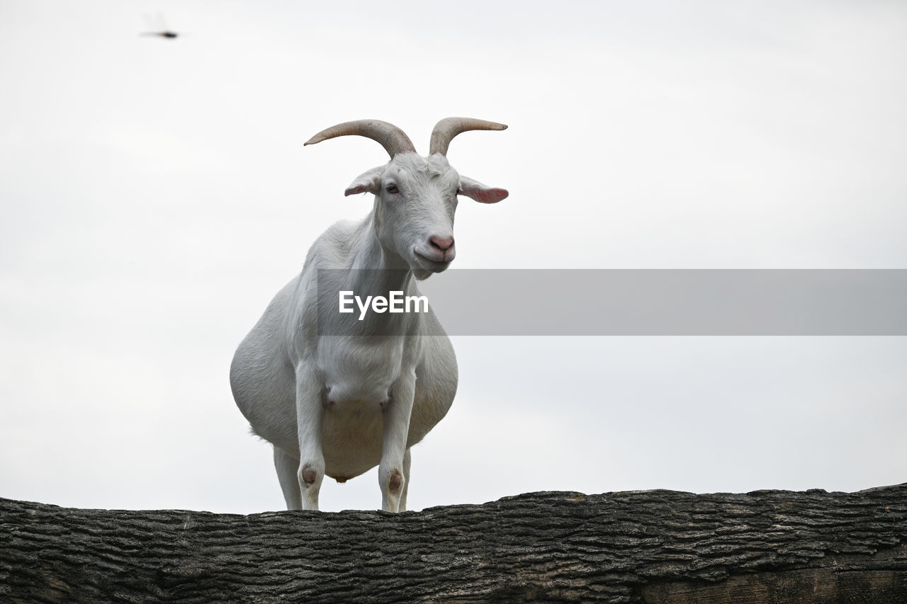 Low angle view of goat against clear sky