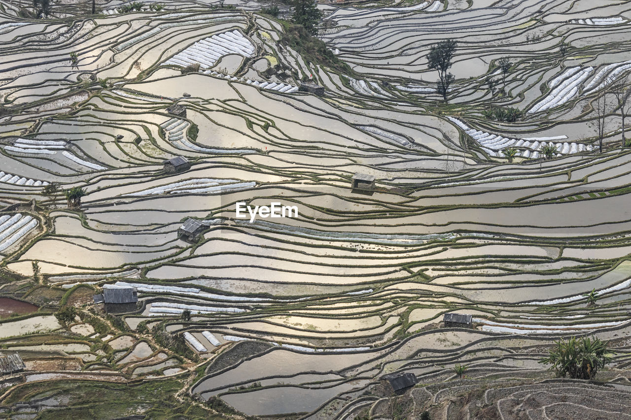 Full frame shot of rice paddy