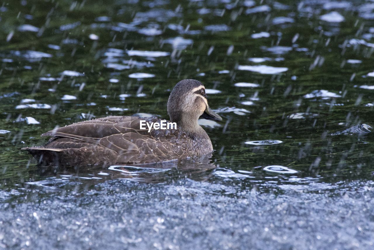 Duck swimming in lake