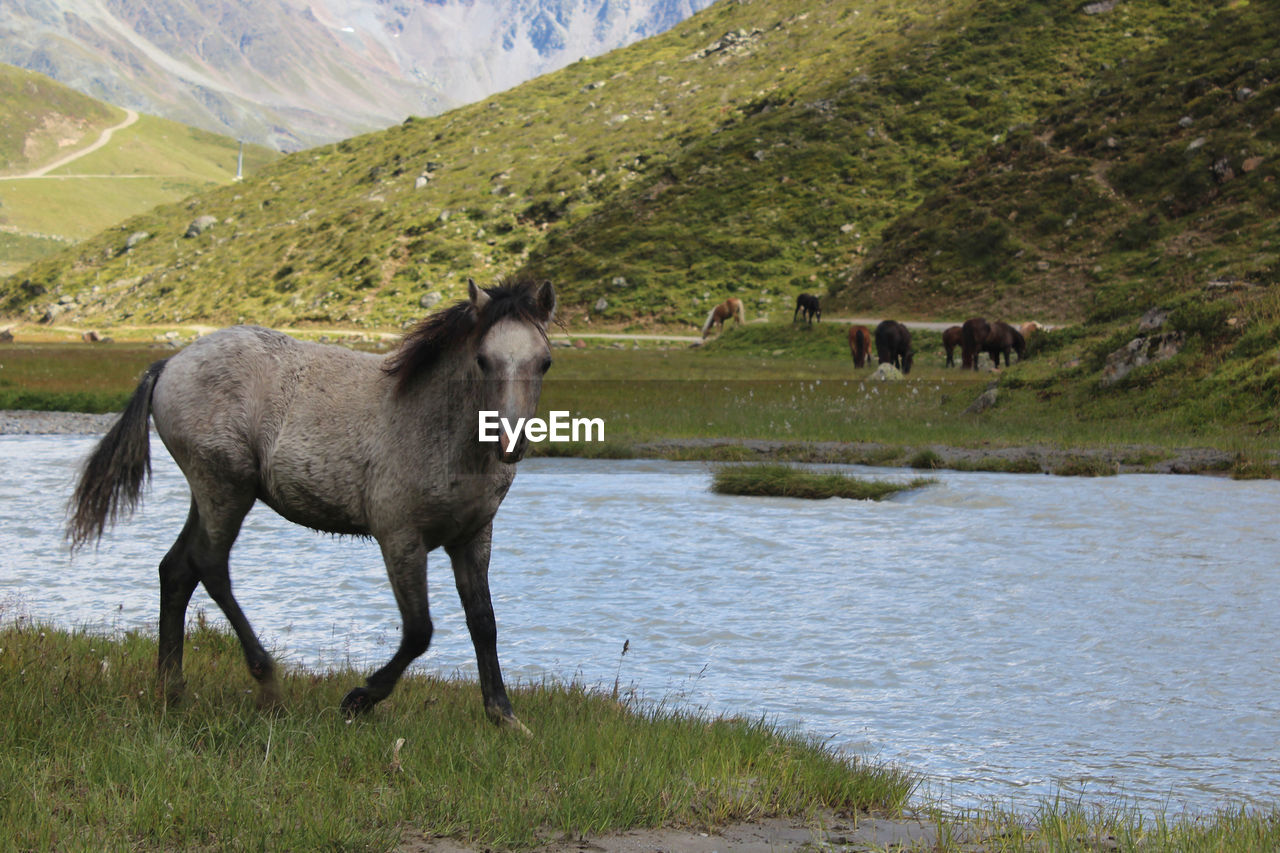 Wild horses at lakeshore against mountains