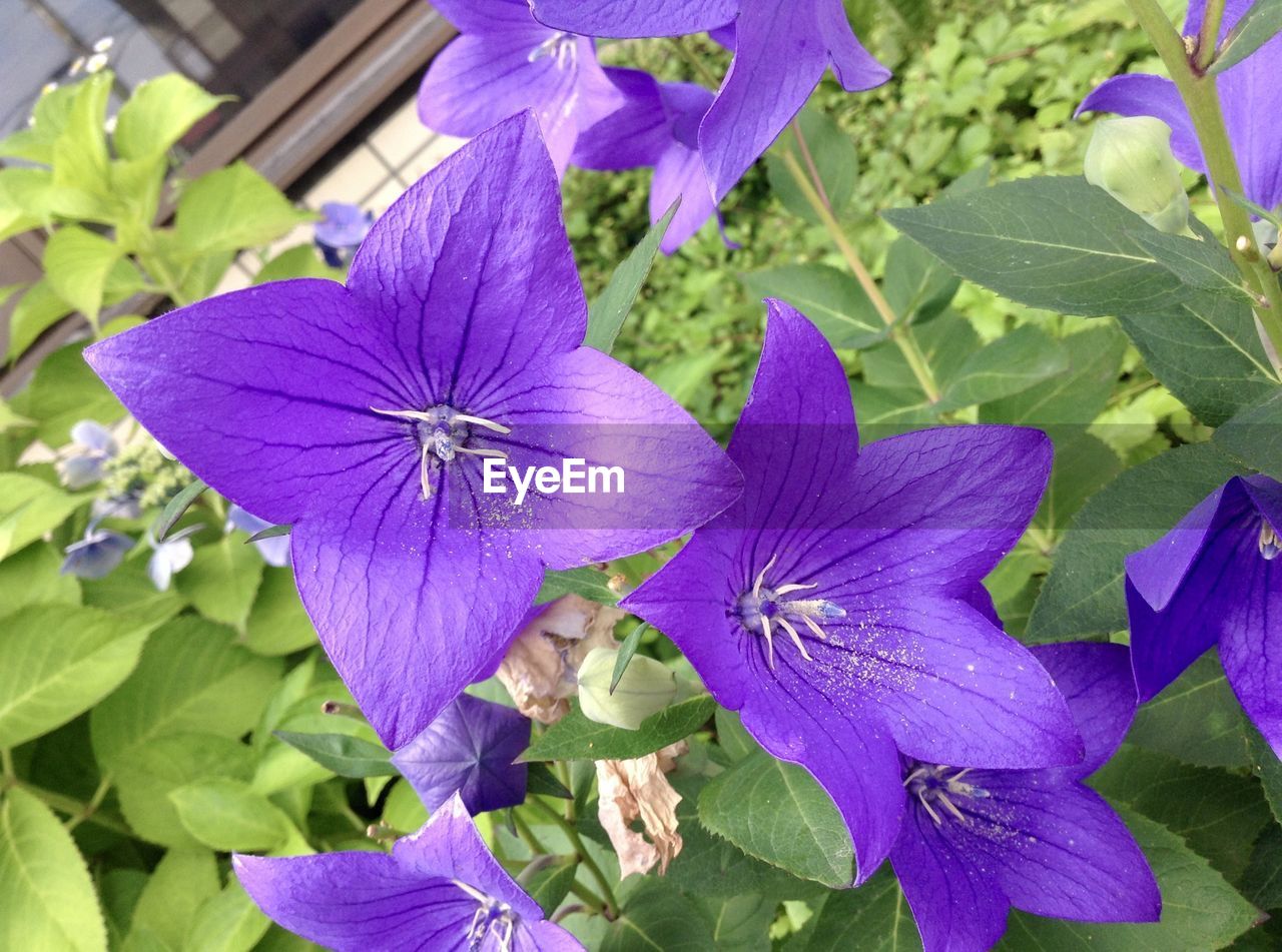 flower, flowering plant, plant, freshness, beauty in nature, purple, growth, fragility, petal, close-up, inflorescence, flower head, plant part, leaf, nature, no people, day, outdoors, high angle view, green, botany, springtime