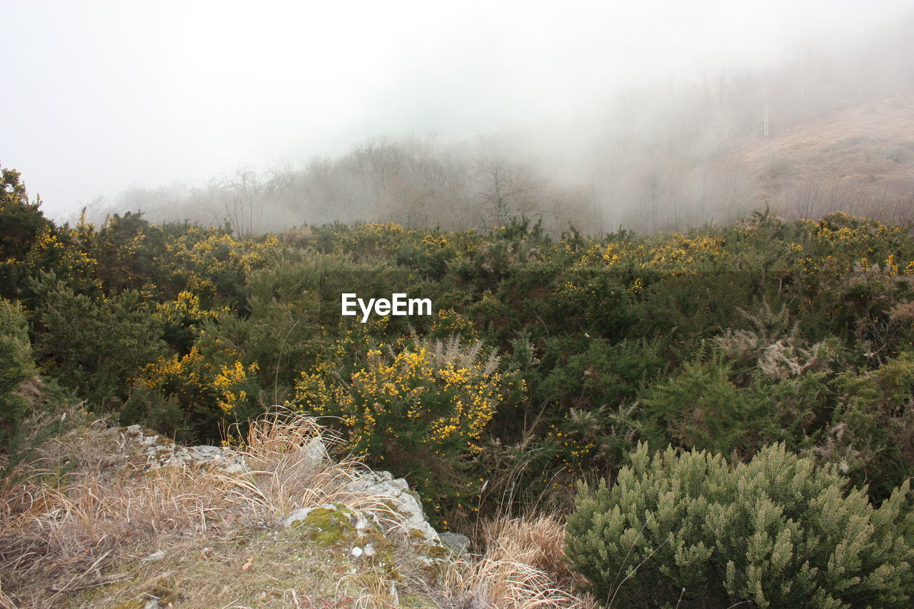 Trees and plants on land against sky