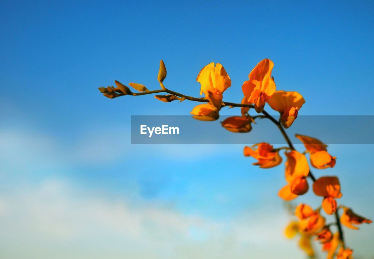 plant, flower, nature, sky, yellow, beauty in nature, flowering plant, blue, freshness, blossom, no people, sunlight, macro photography, growth, leaf, plant part, branch, outdoors, orange color, fragility, close-up, tree, clear sky, fruit, springtime, day, copy space, autumn, petal, food, low angle view, food and drink, flower head, wildflower, focus on foreground, tranquility, sunny, inflorescence, vibrant color, botany