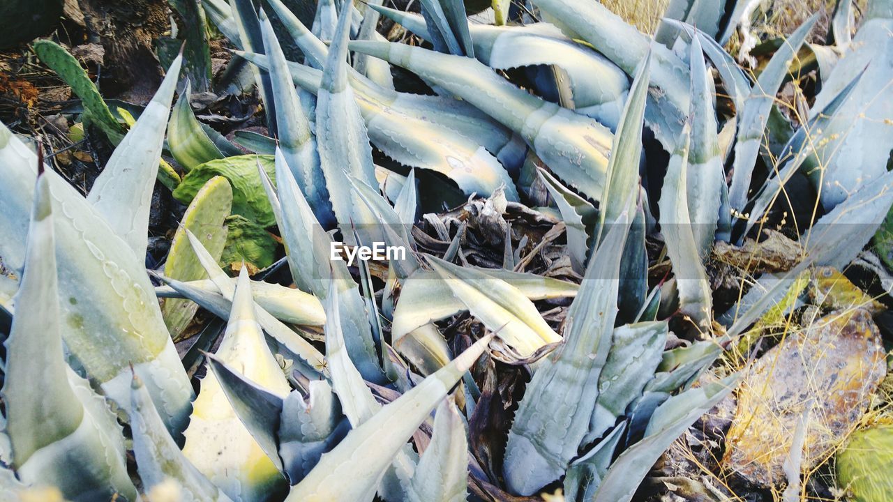 High angle view of plants