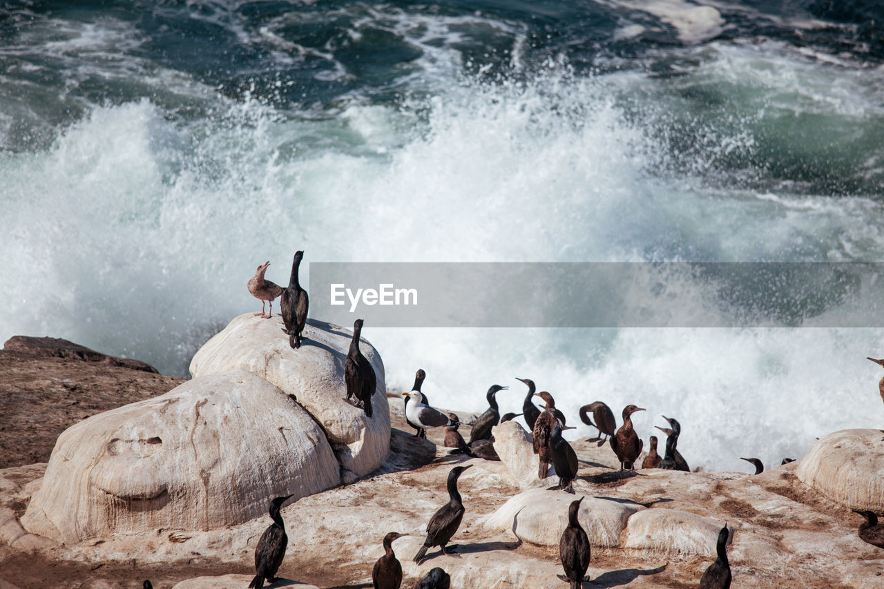 Flock of birds on rock in sea.  cormorants resting on cliff