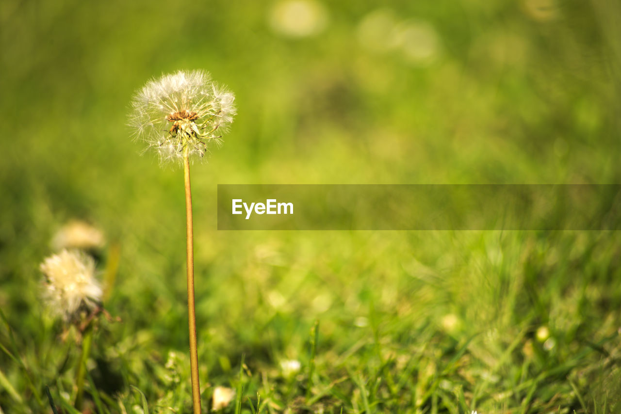 CLOSE-UP OF DANDELION FLOWER