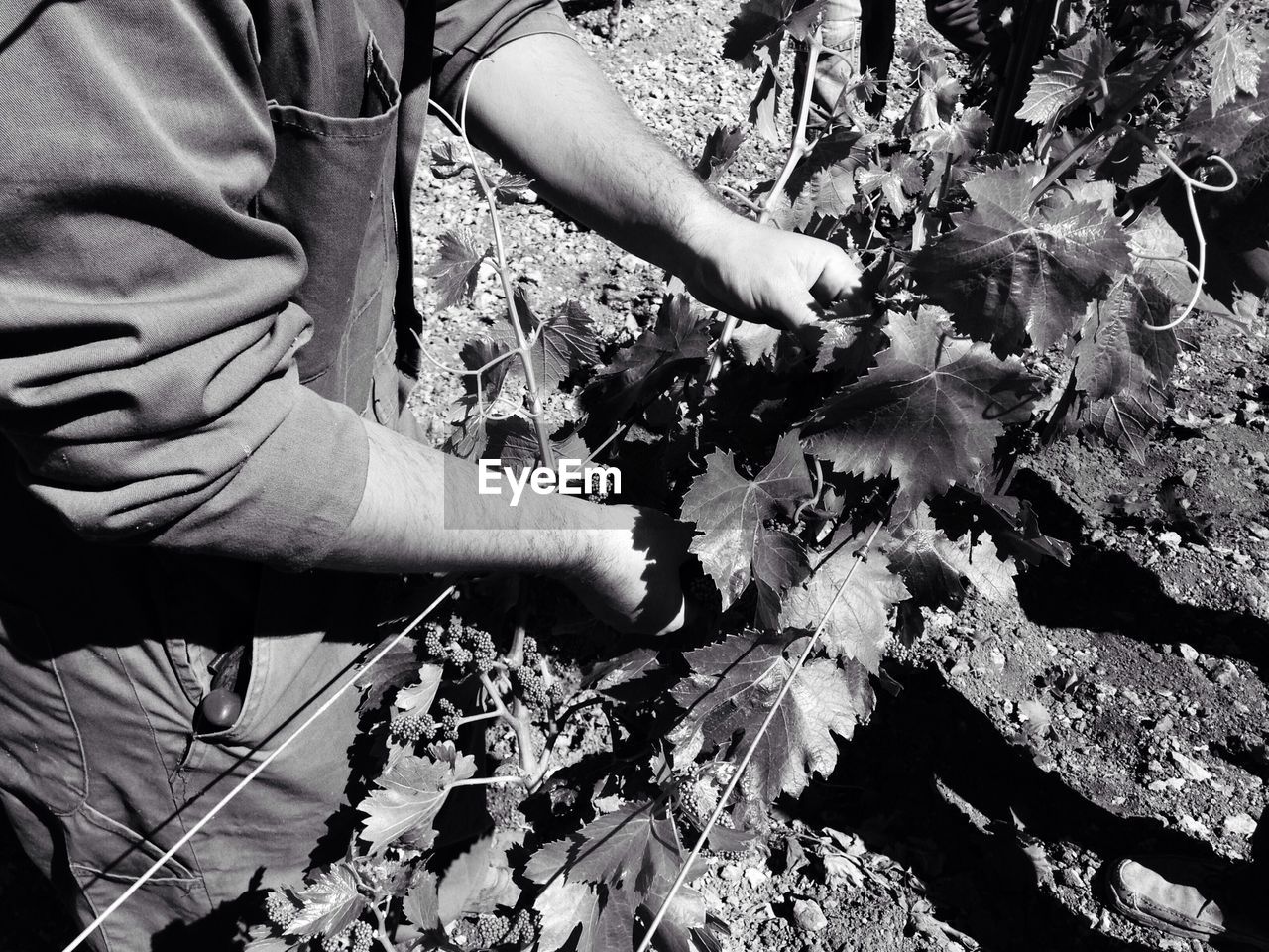 Black and white image of grape vine culture