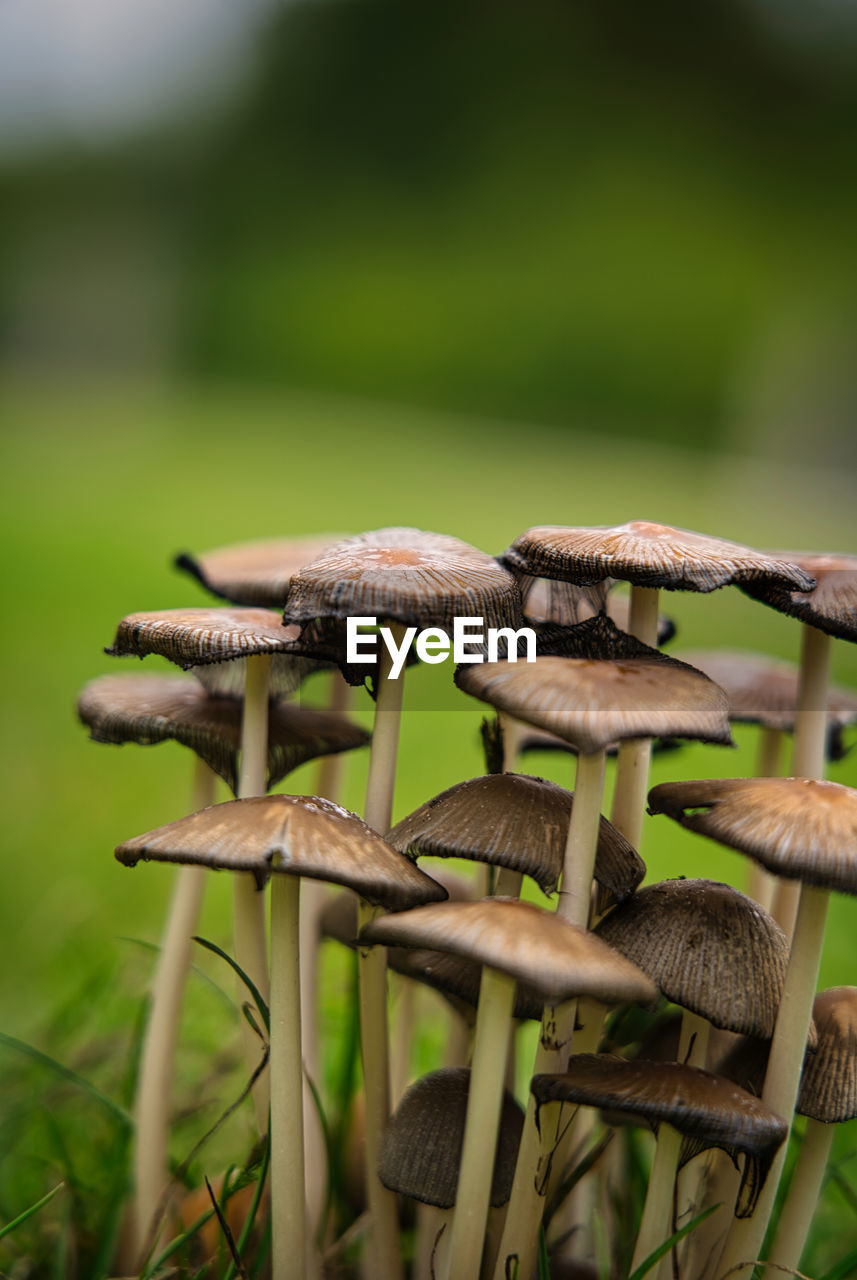 Close-up of mushroom growing on field