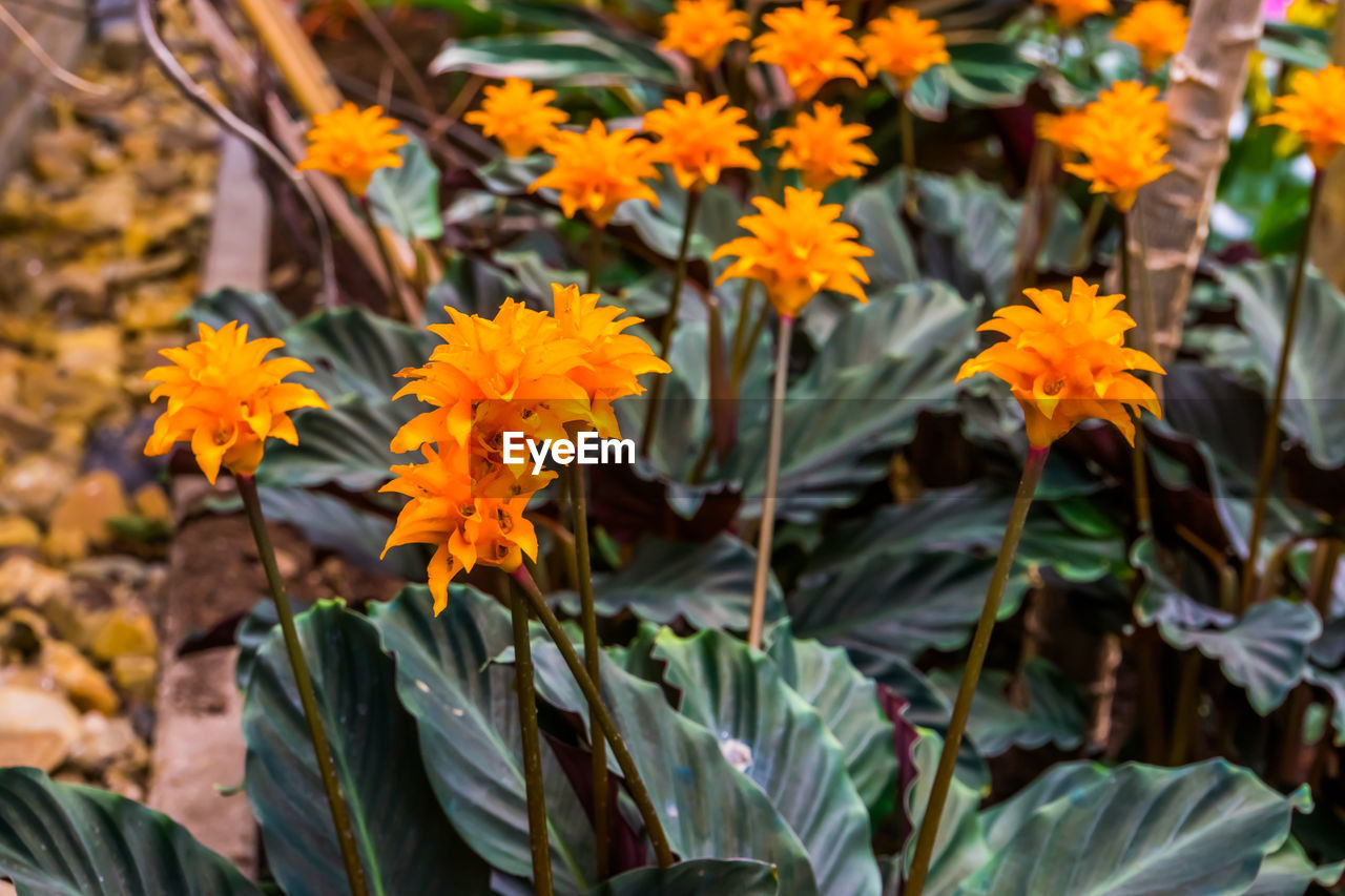 flower, flowering plant, plant, beauty in nature, plant part, leaf, freshness, nature, growth, close-up, yellow, fragility, wildflower, no people, garden, botany, day, autumn, outdoors, multi colored, petal, orange color, flower head, green, botanical garden, focus on foreground, land, inflorescence, sunlight