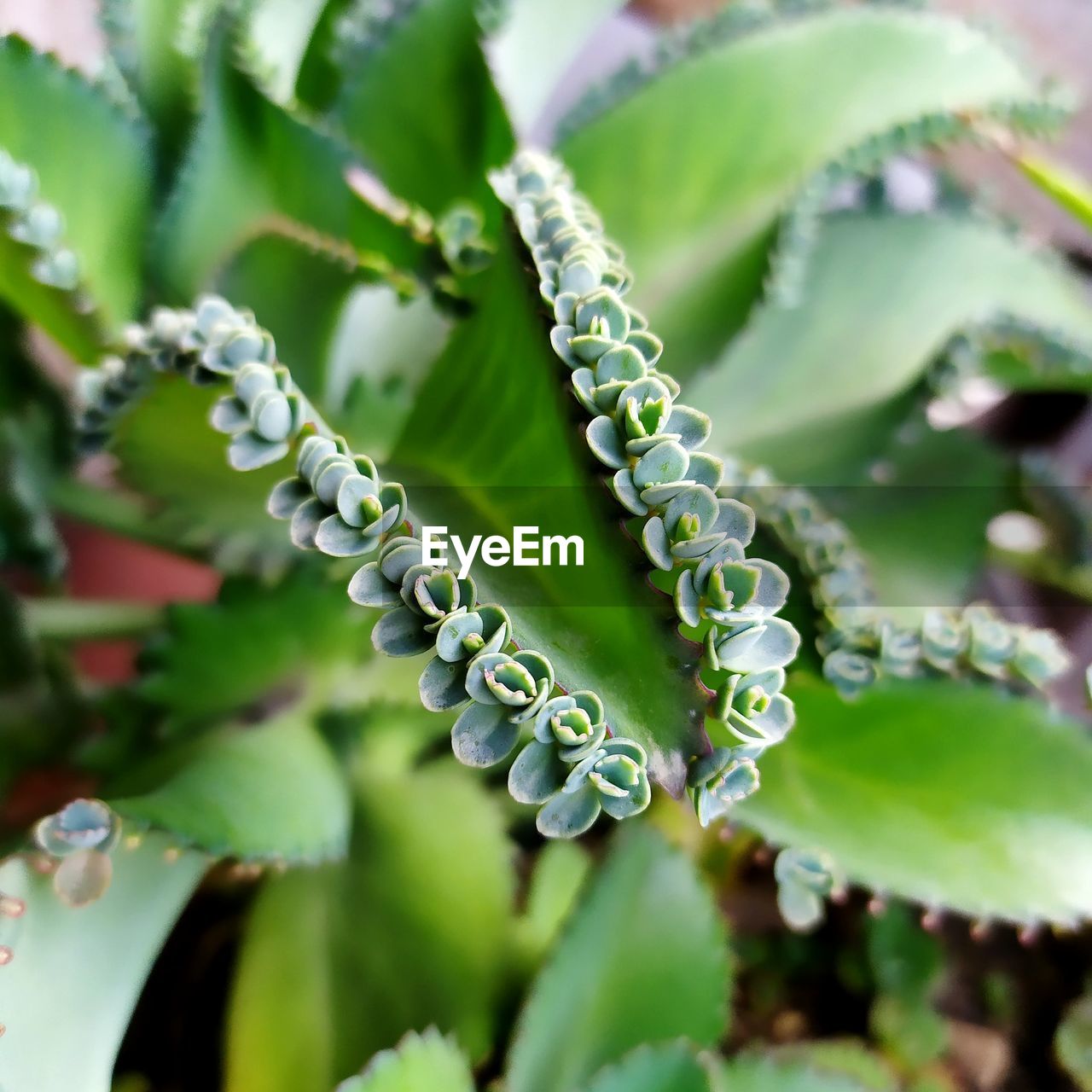 Close-up of green plant