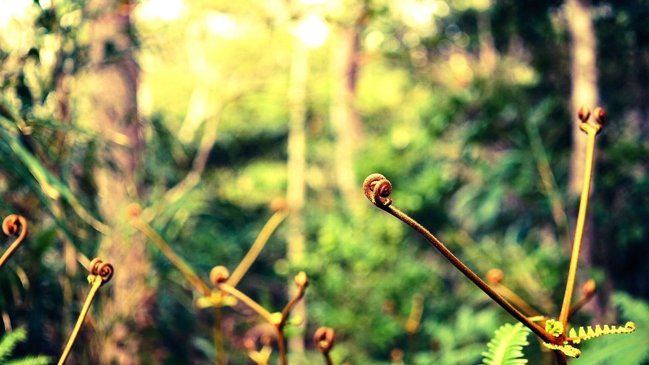 Close-up of plants