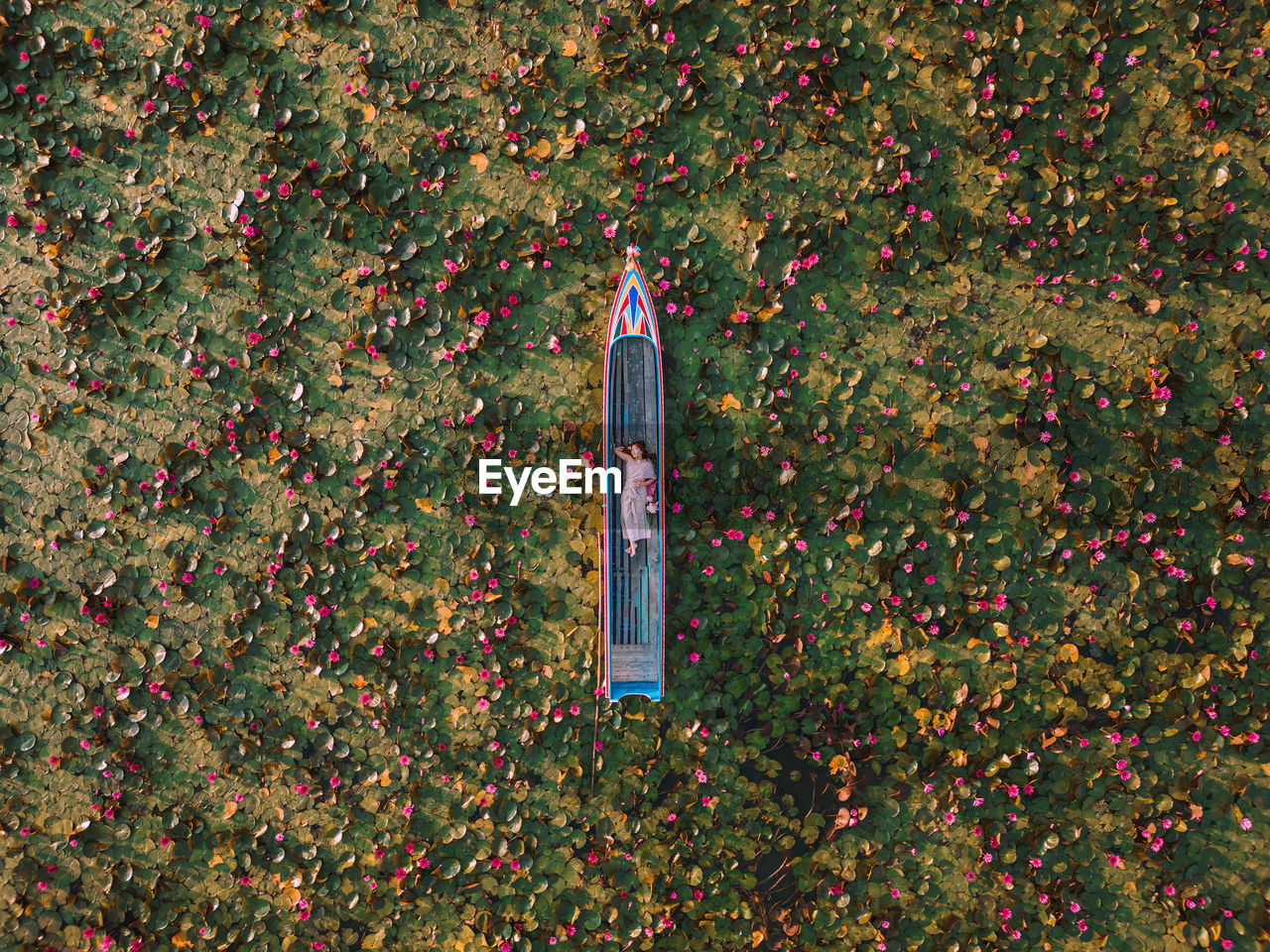 high angle view of trees