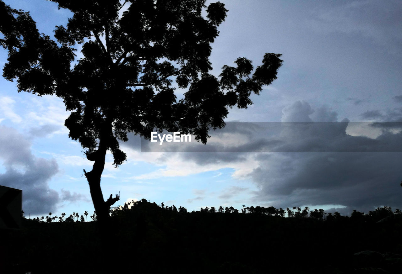 SILHOUETTE TREES AGAINST SKY