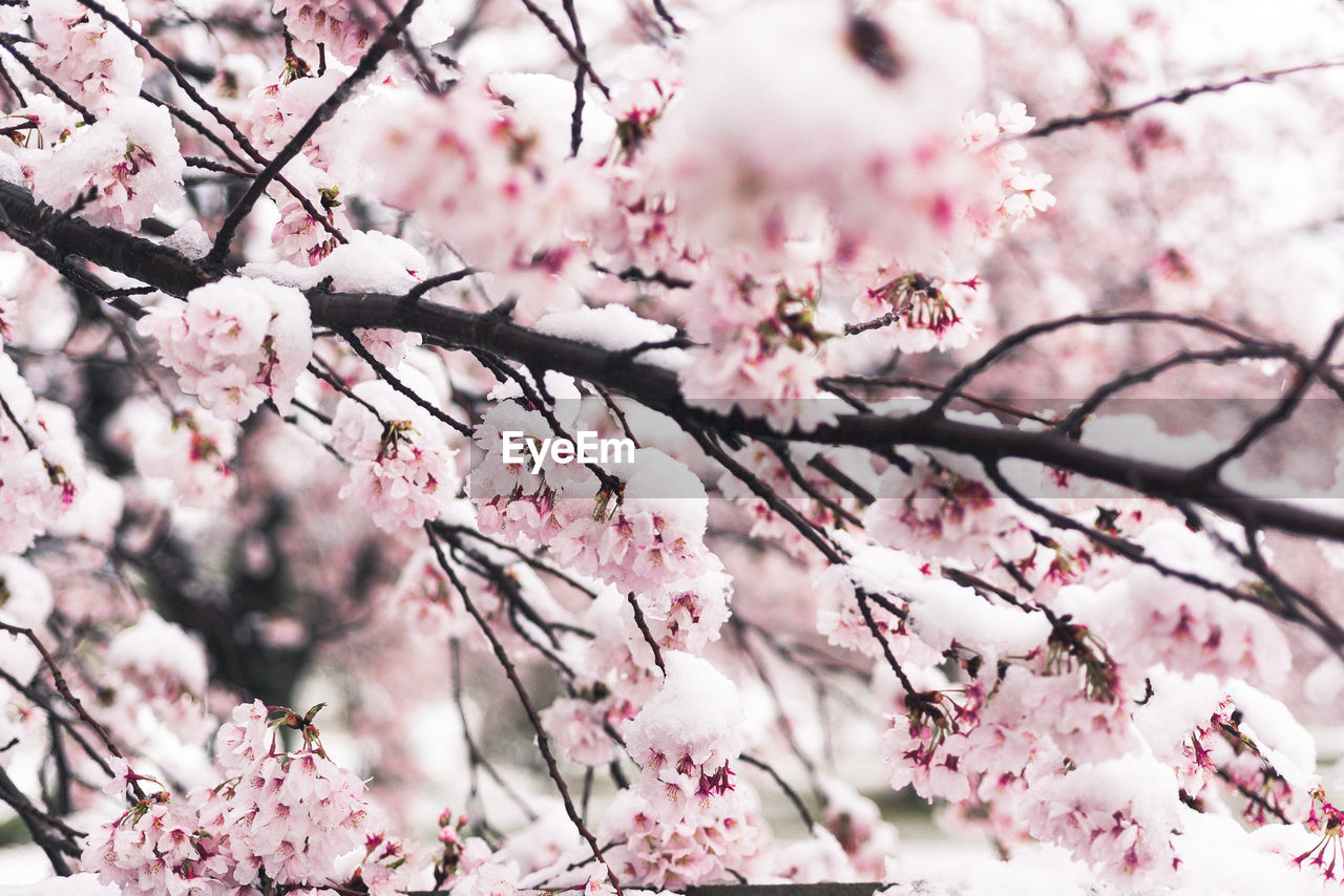 CLOSE-UP OF PINK CHERRY BLOSSOMS IN SPRING