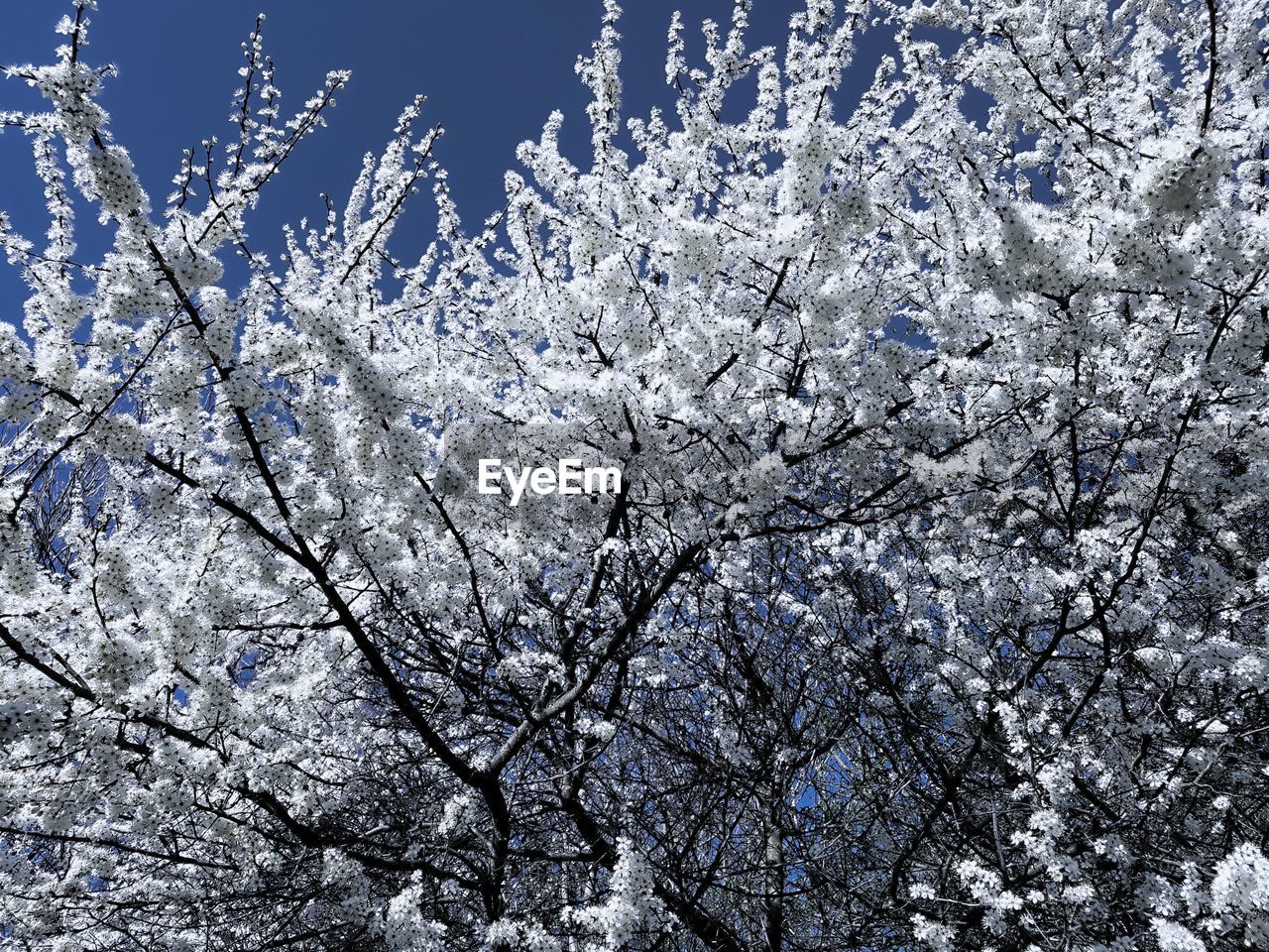 Low angle view of white flowering trees against sky