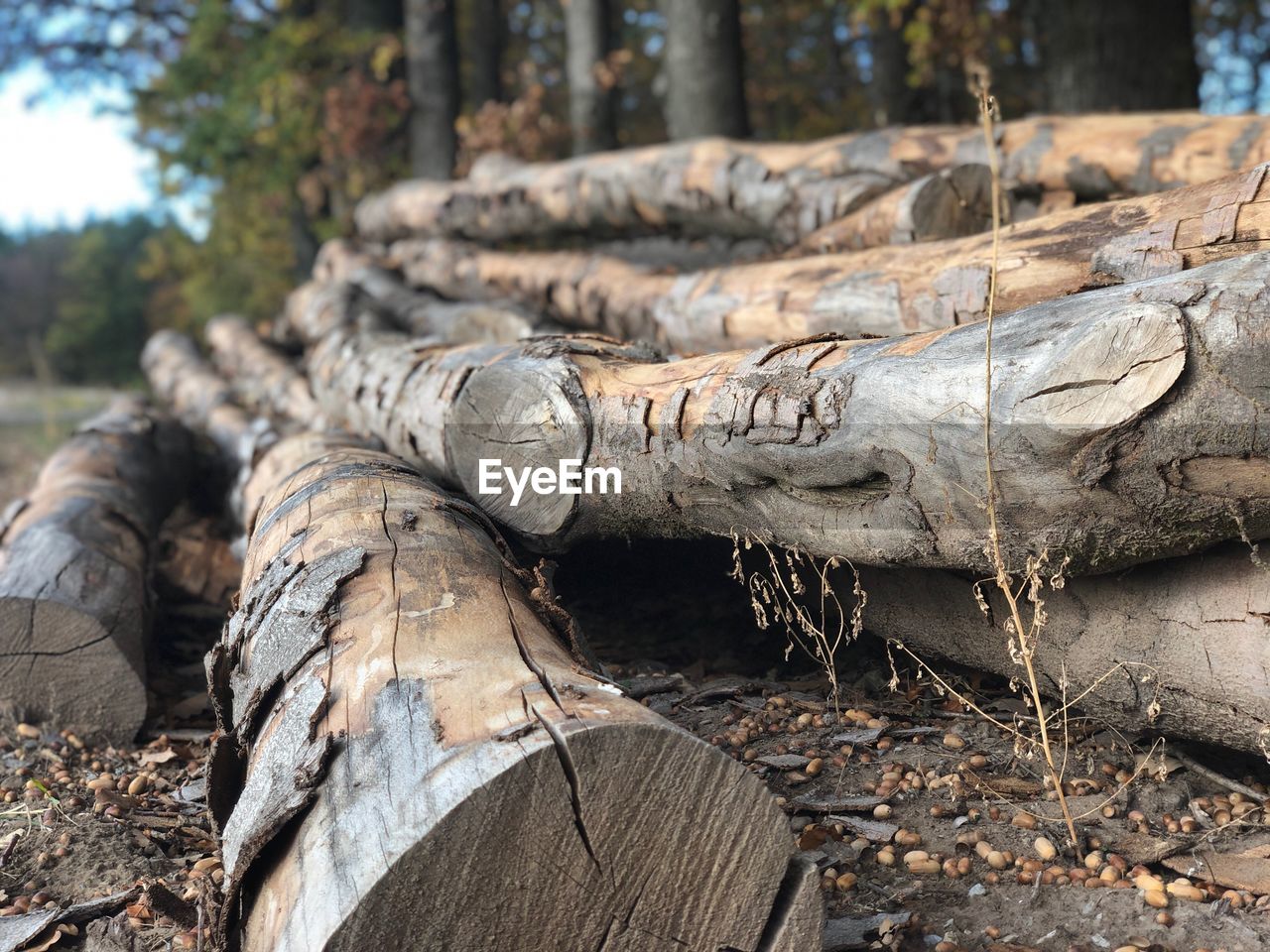 CLOSE-UP OF LOGS ON FIELD