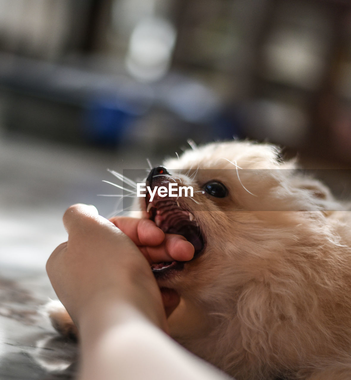 CLOSE-UP OF PERSON HAND HOLDING SMALL DOG