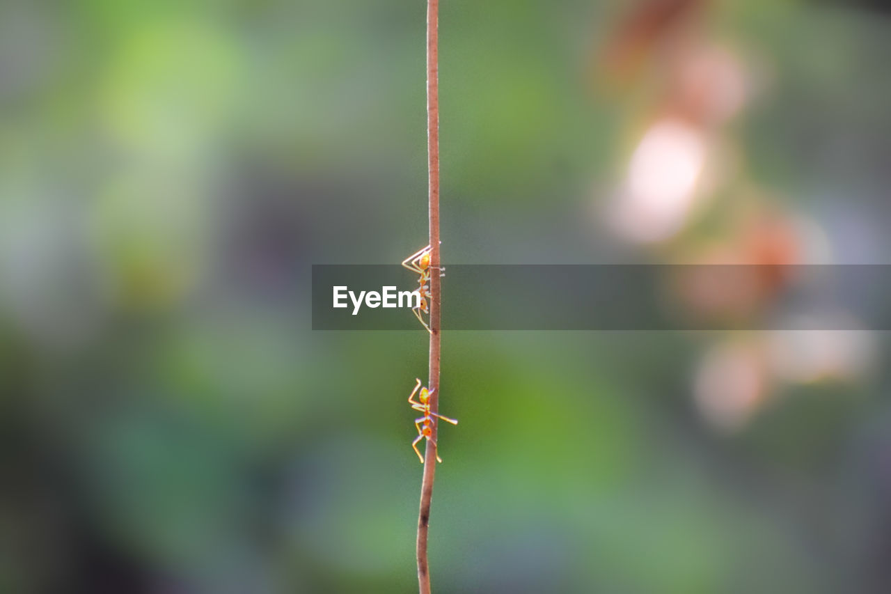 leaf, green, focus on foreground, nature, close-up, branch, flower, plant stem, plant, day, macro photography, animal, animal themes, no people, grass, animal wildlife, outdoors, insect, selective focus, growth, one animal, wildlife, beauty in nature, autumn, hanging