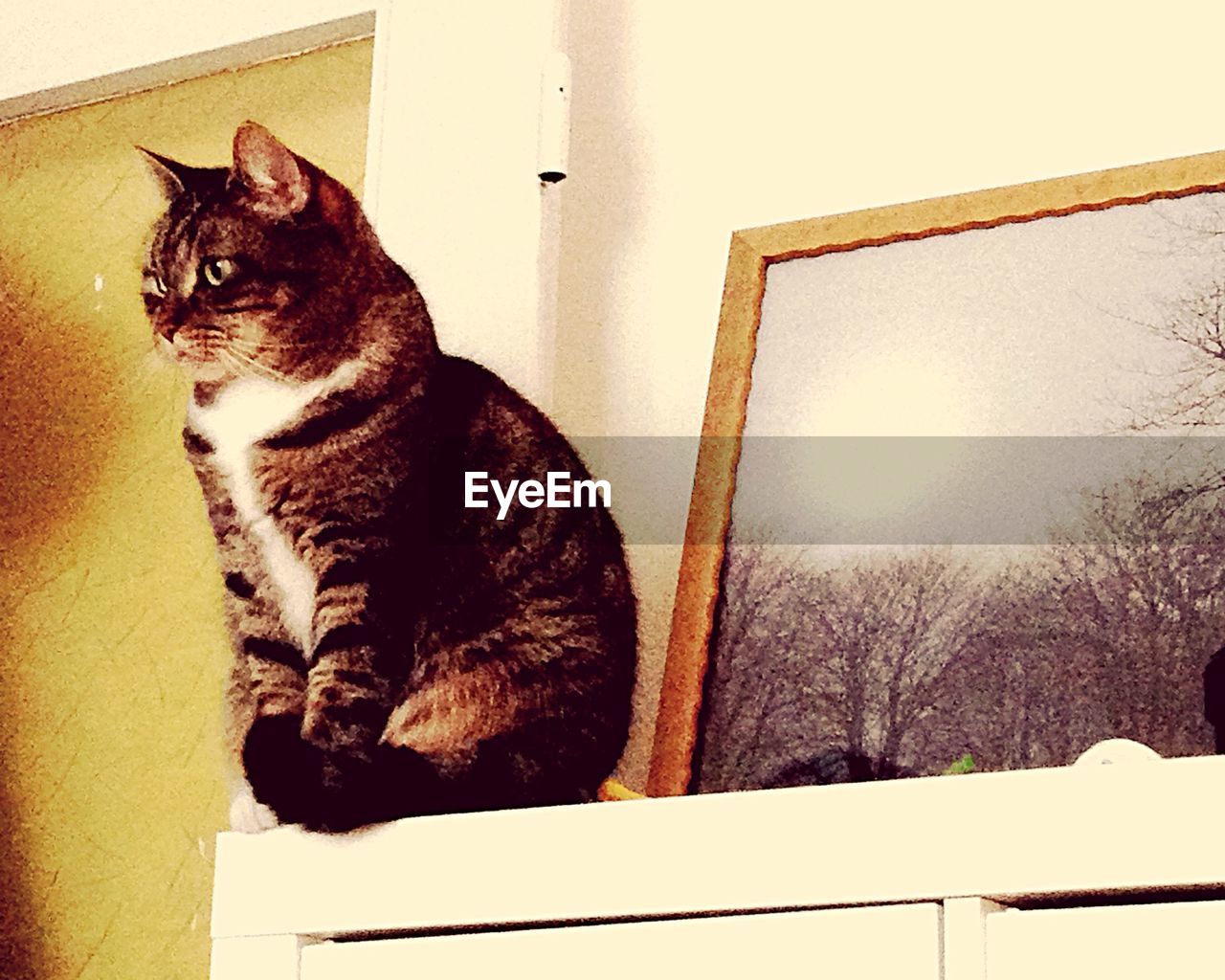 Cat on table in house