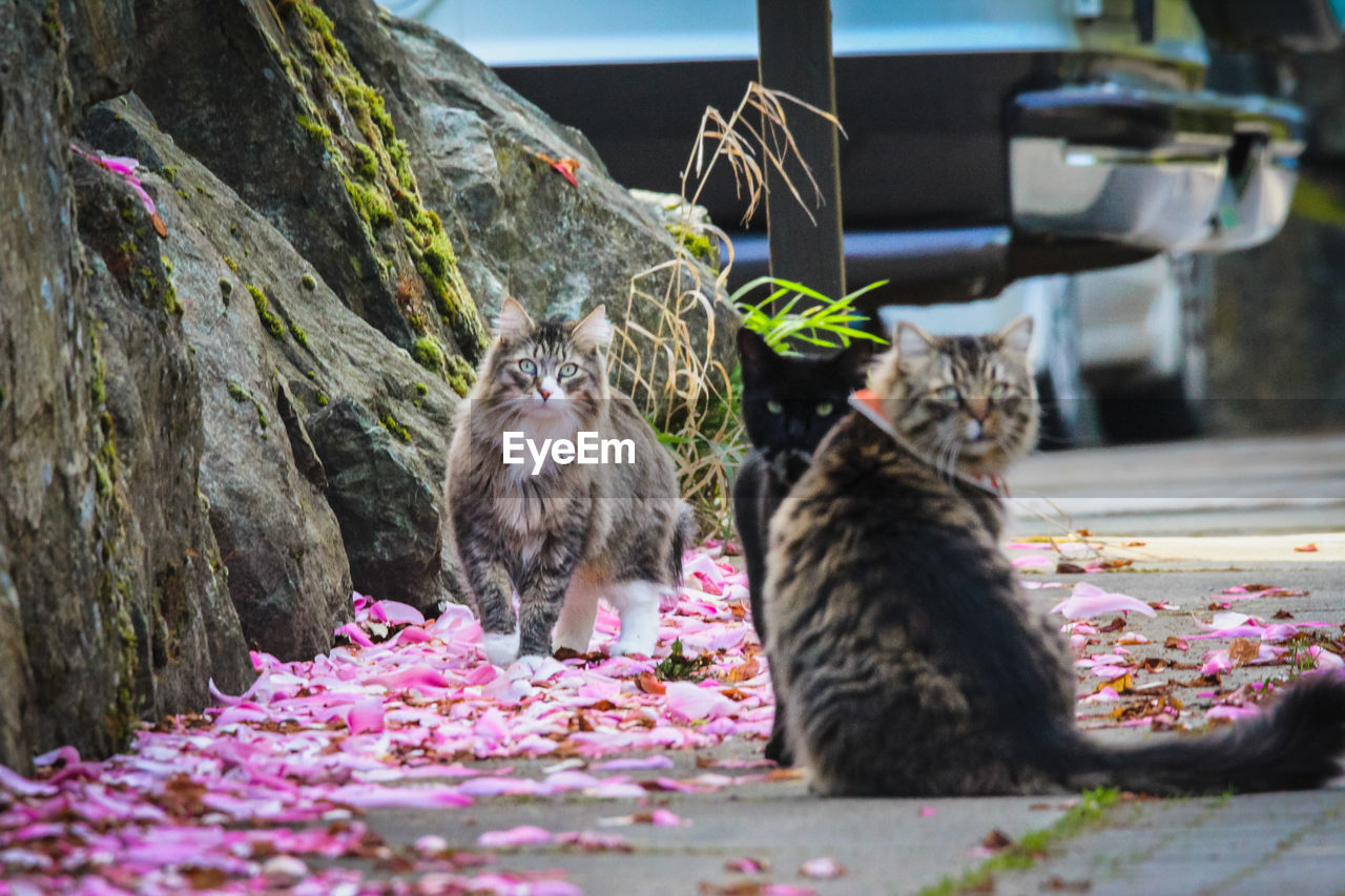 Cats sitting together on rocks with pink petals in the background