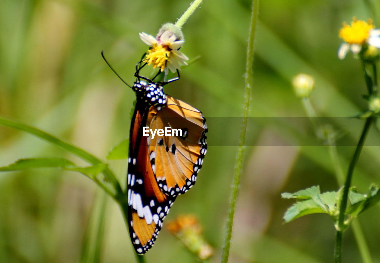 Close-up of butterfly pollinating on flower