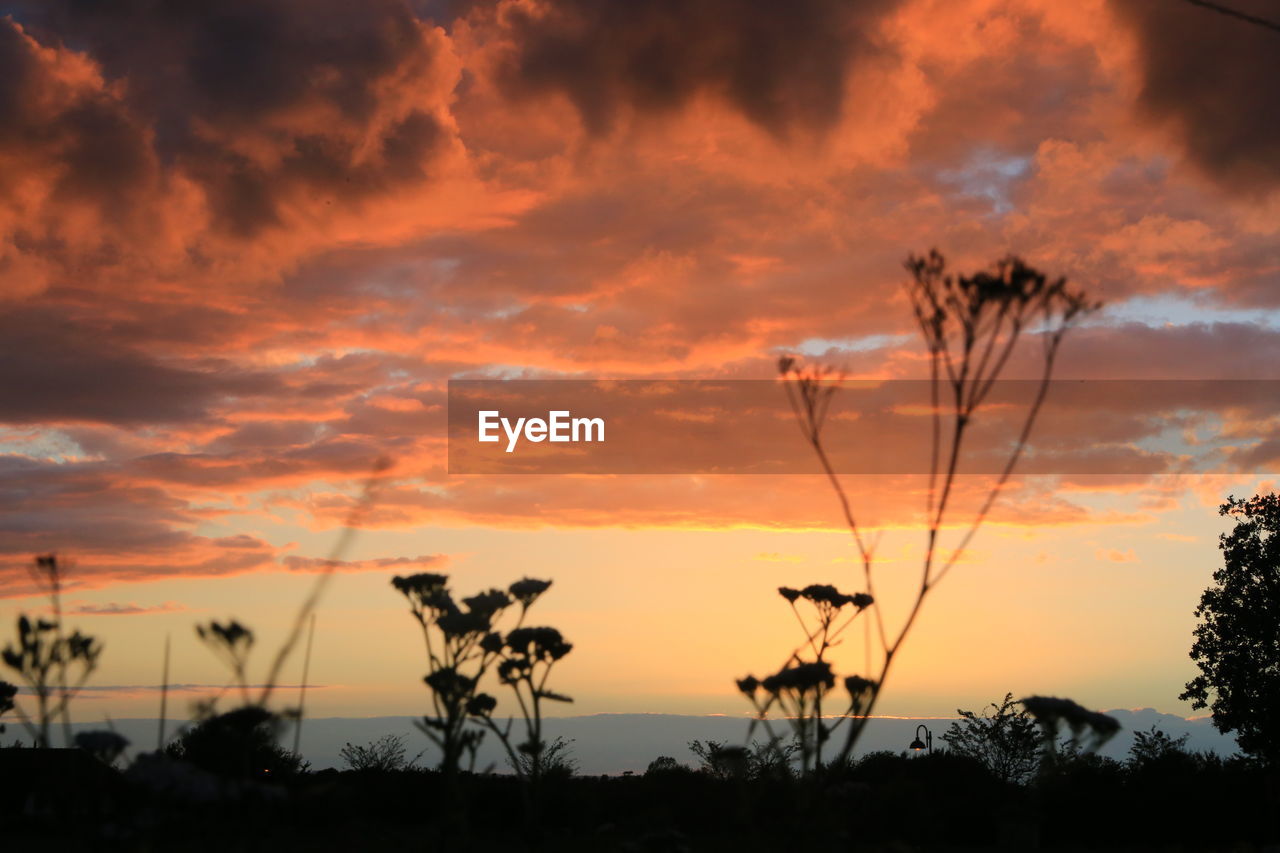 Silhouette plants against orange sky