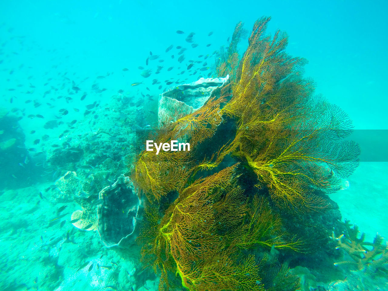 CLOSE-UP OF JELLYFISH SWIMMING IN SEA