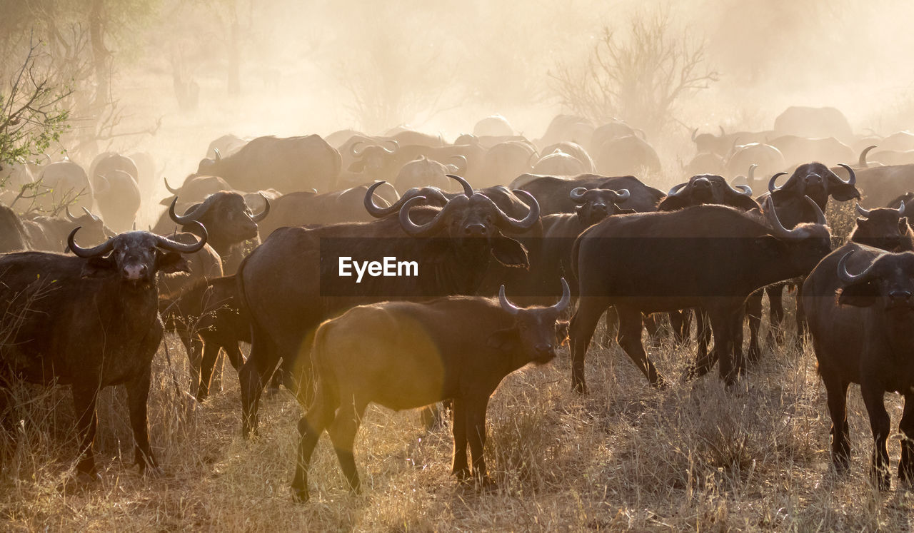 African cape buffalo, africa