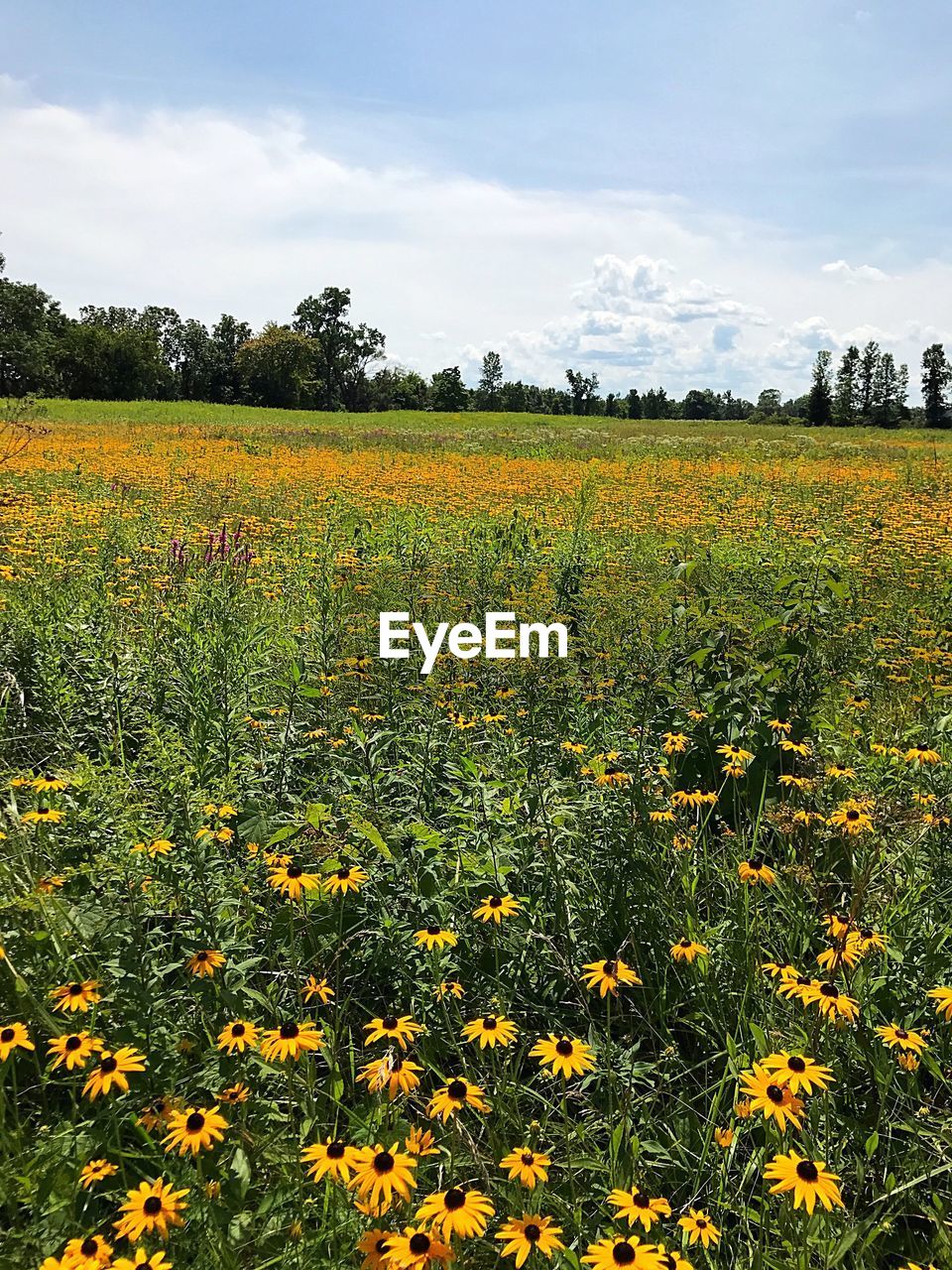 YELLOW FLOWERS GROWING IN FIELD