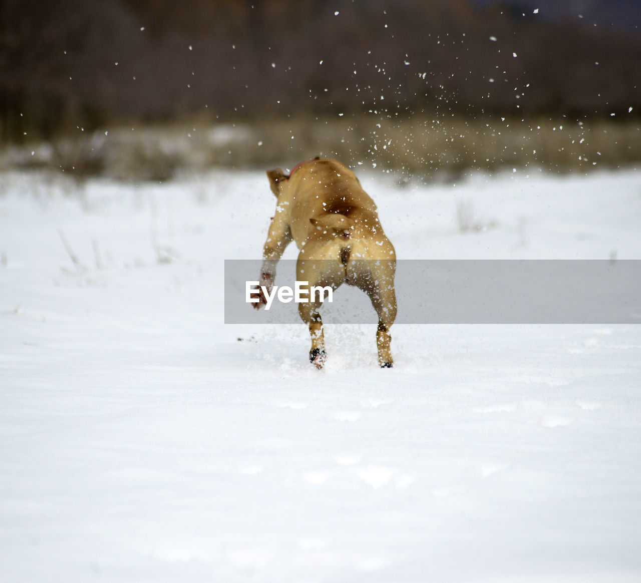 DOG RUNNING ON SNOW